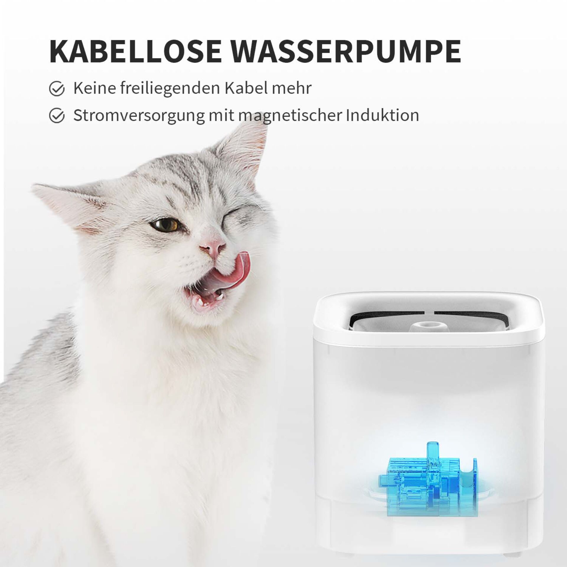 Tier, Katze, Säugetier, Haustier