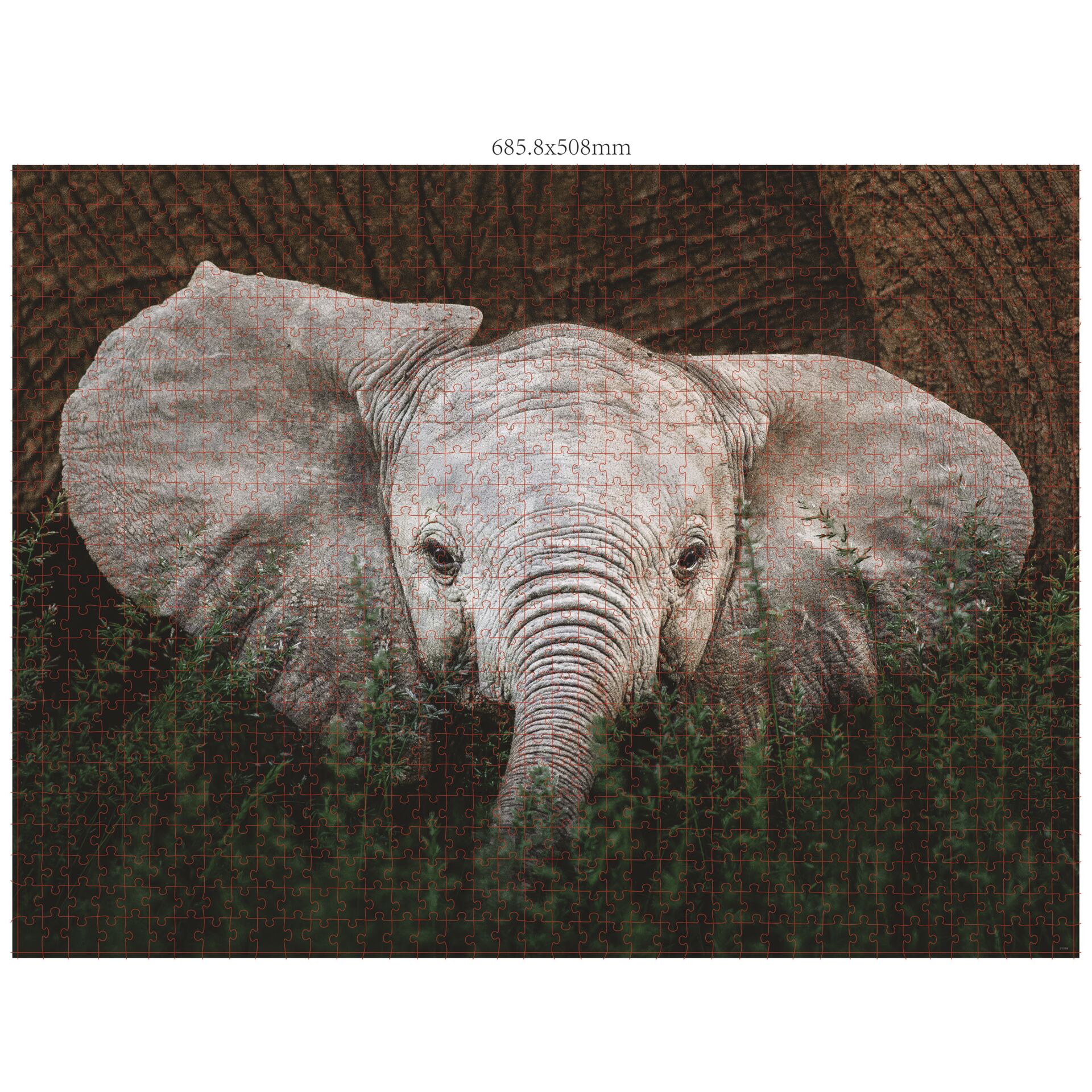 Tier, Elefant, Säugetier, Tierwelt