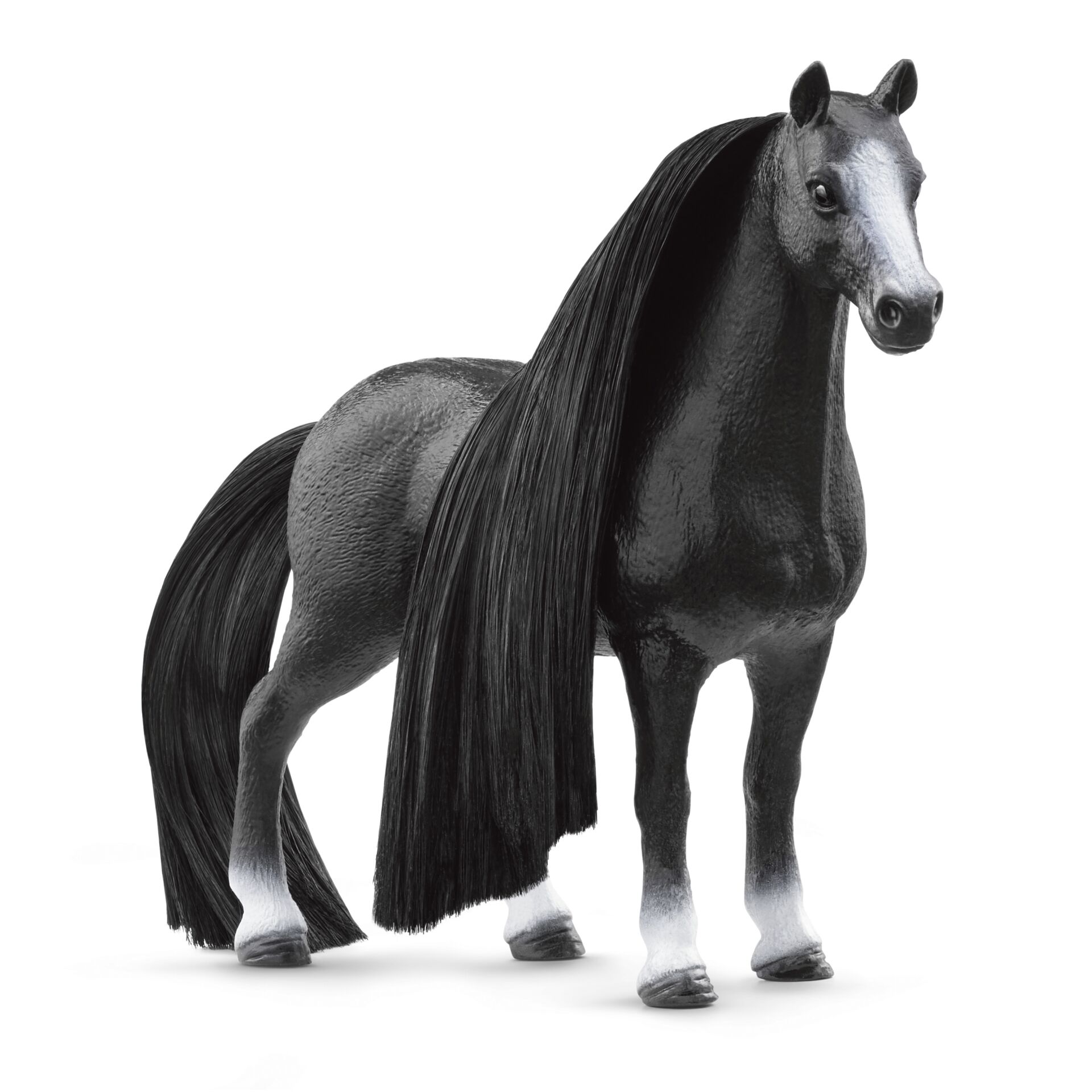 Andalusisches Pferd, Tier, Pferd, Säugetier, Hengst