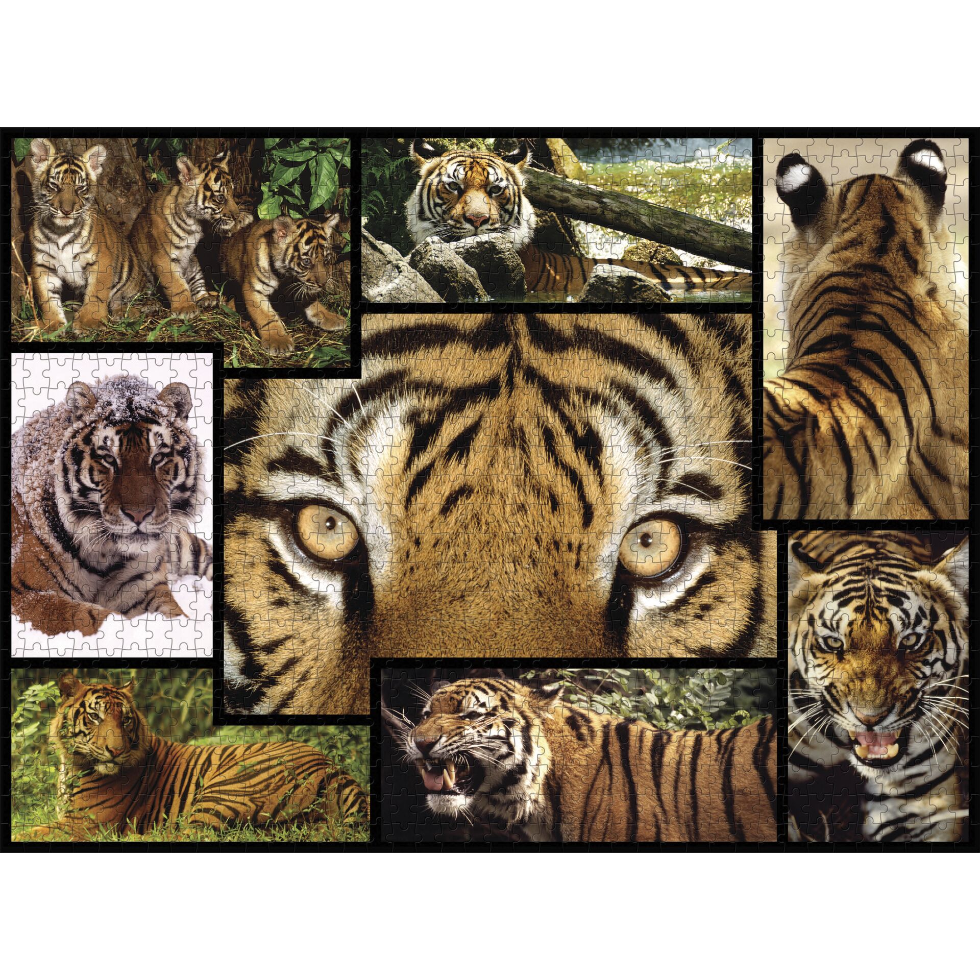 Tier, Säugetier, Tiger, Tierwelt