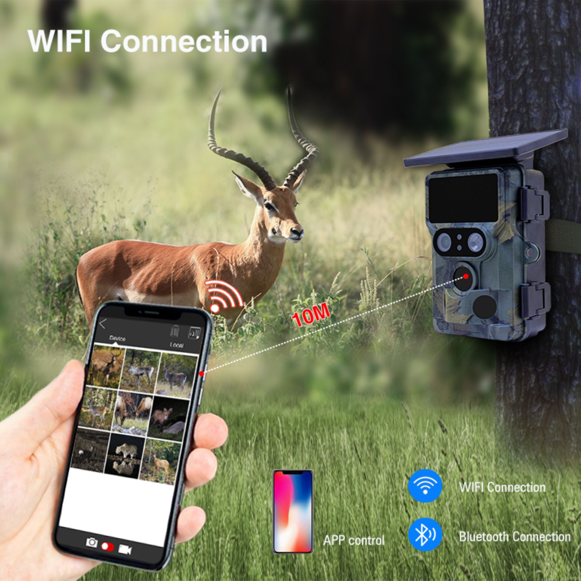 Antilope, Wildtiere, Handy, Telefon, Impala