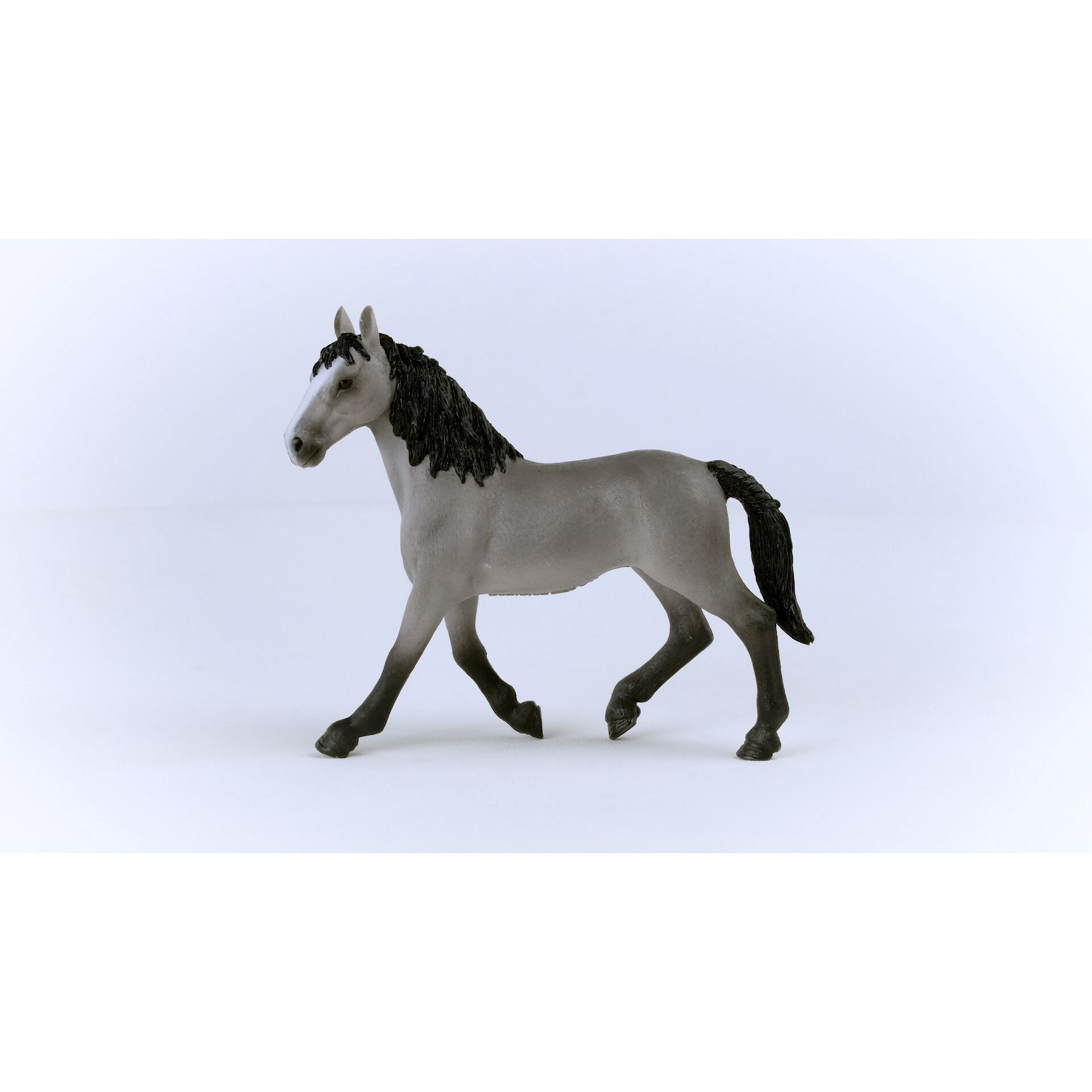 Tier, Colt Horse, Pferd, Säugetier