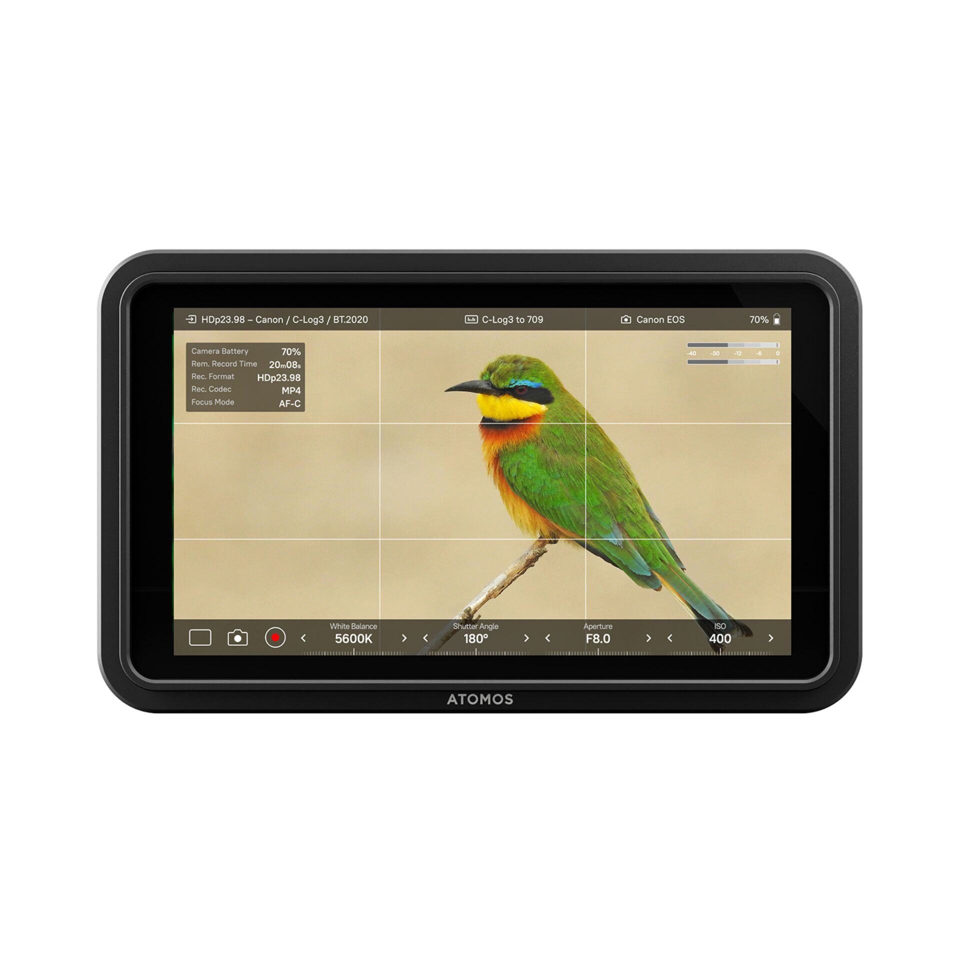 Computer, Elektronik, Bienenfresser, Vogel, Tablet-Computer