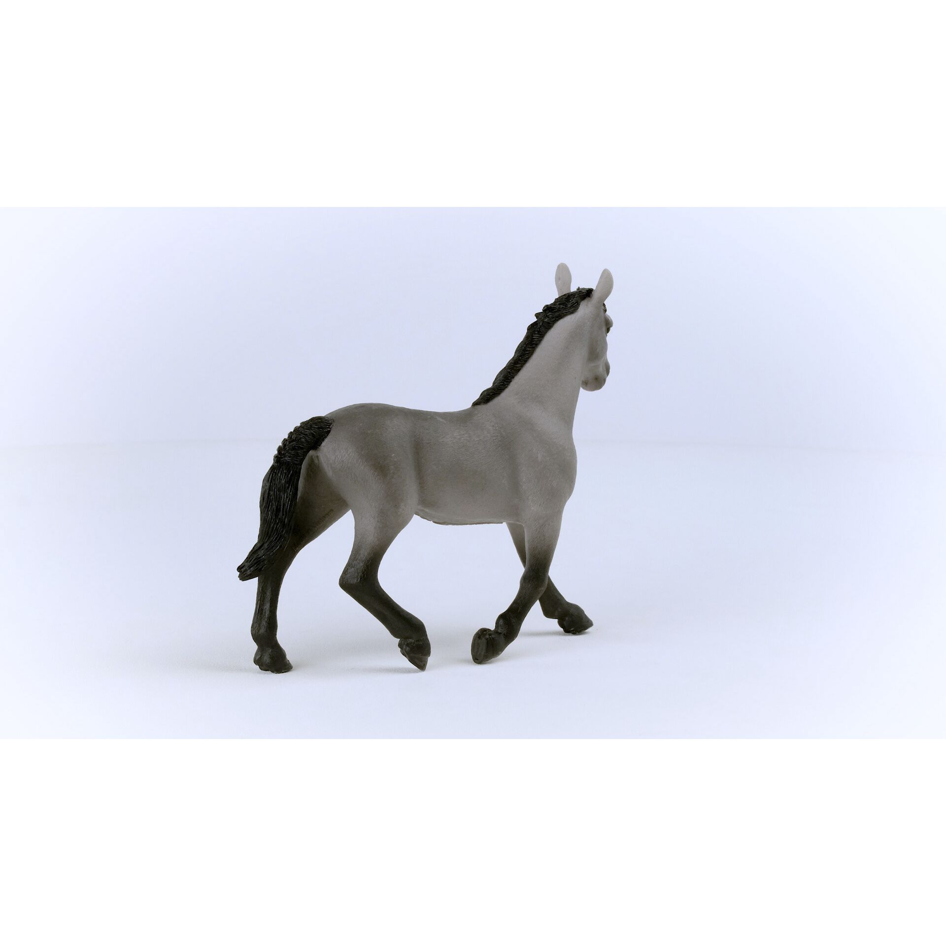 Tier, Colt Horse, Pferd, Säugetier