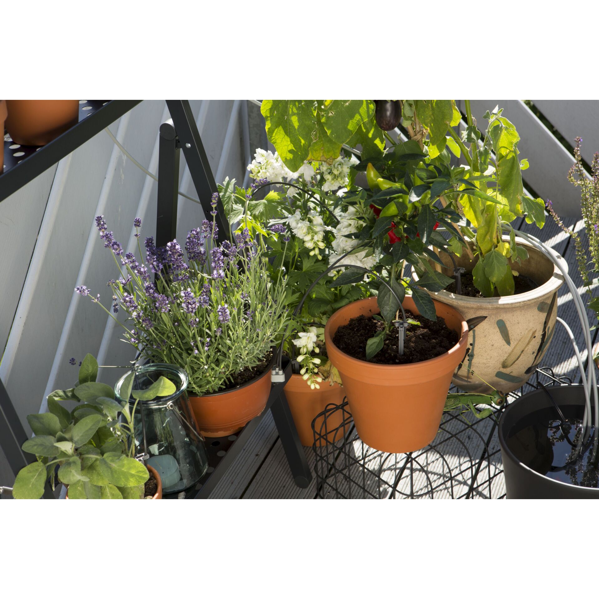 Garten, Natur, Pflanze, Pflanze im Topf, Balkon