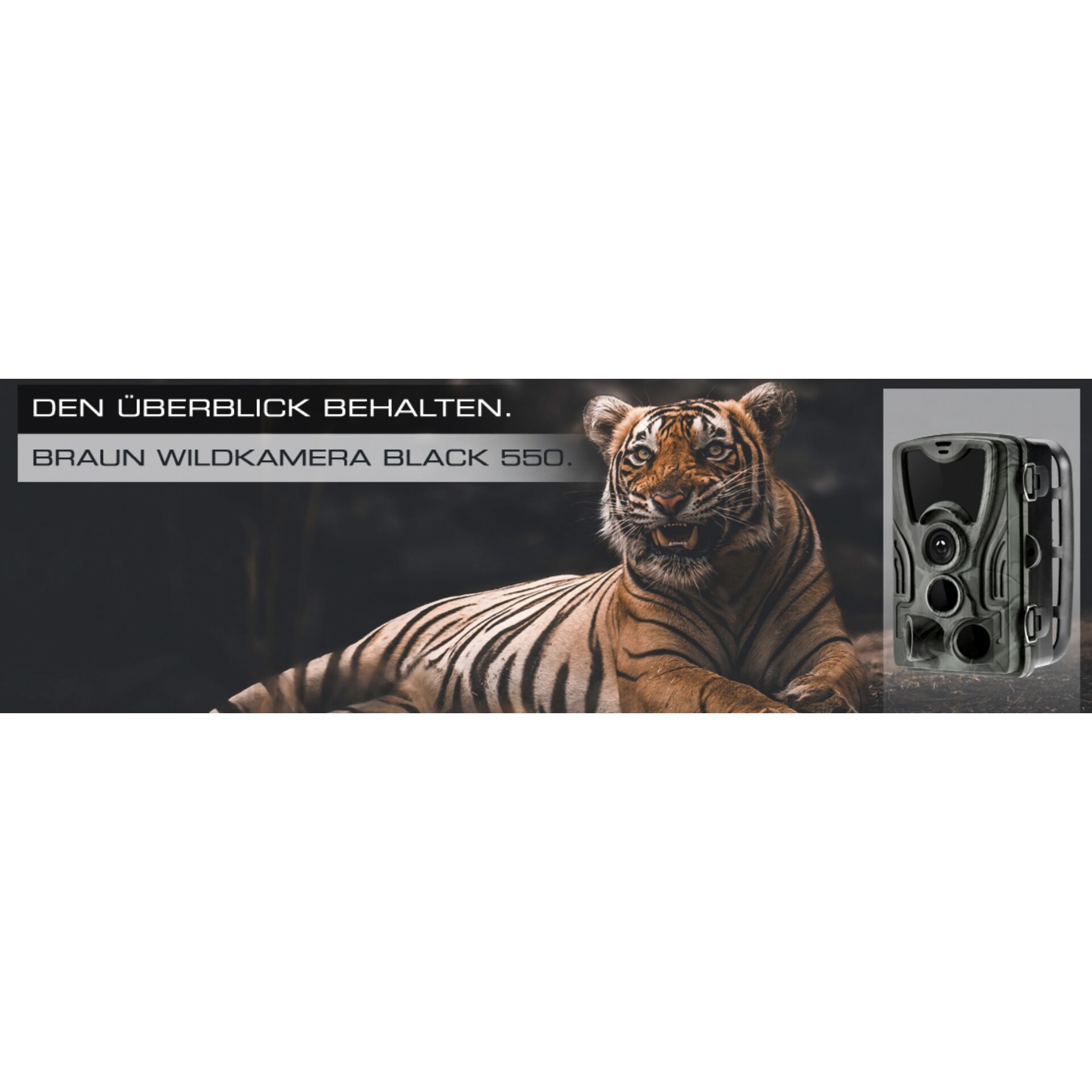 Tier, Säugetier, Tiger, Tierwelt