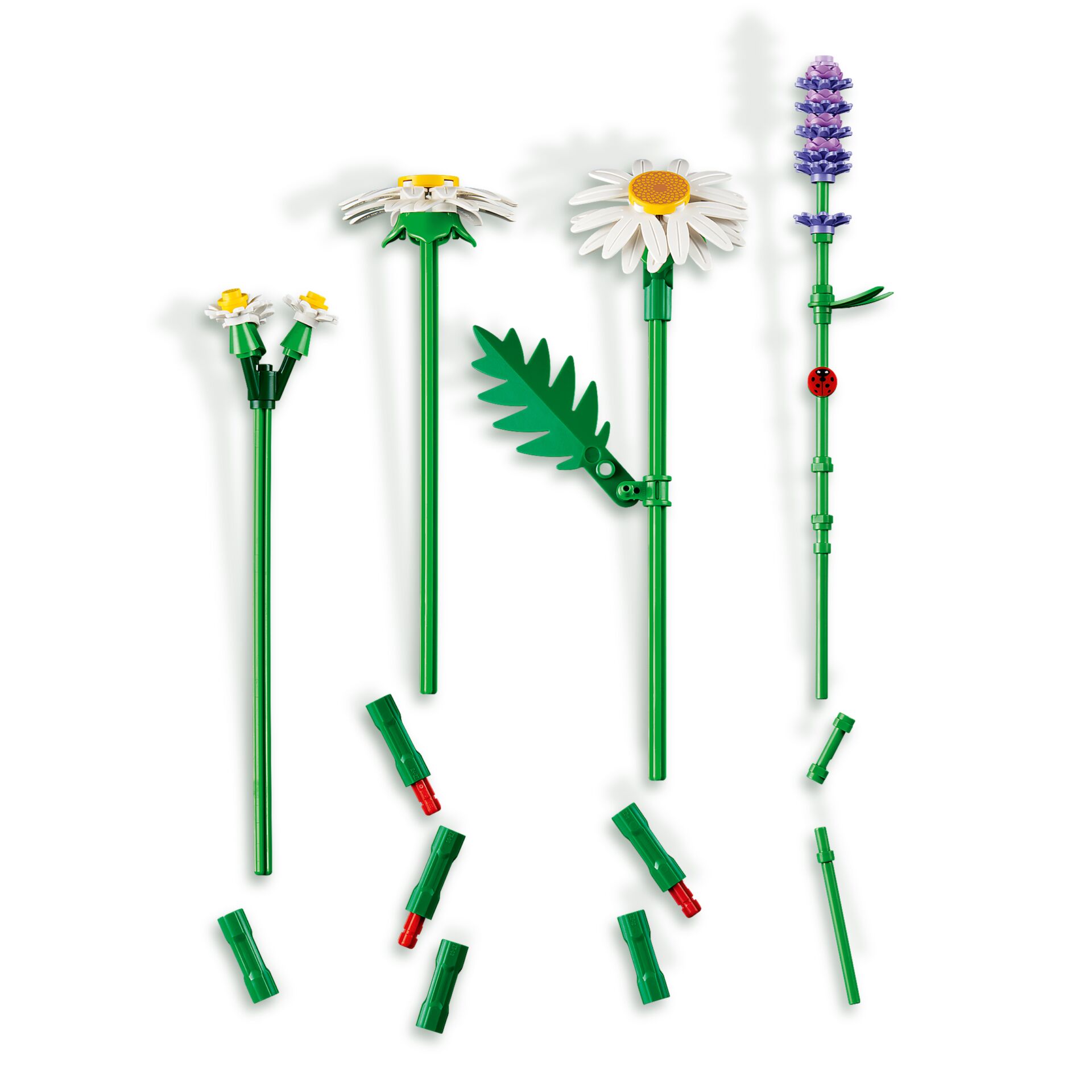 Gänseblümchen, Blume, Pflanze, Rasiermesser, Ein anderer