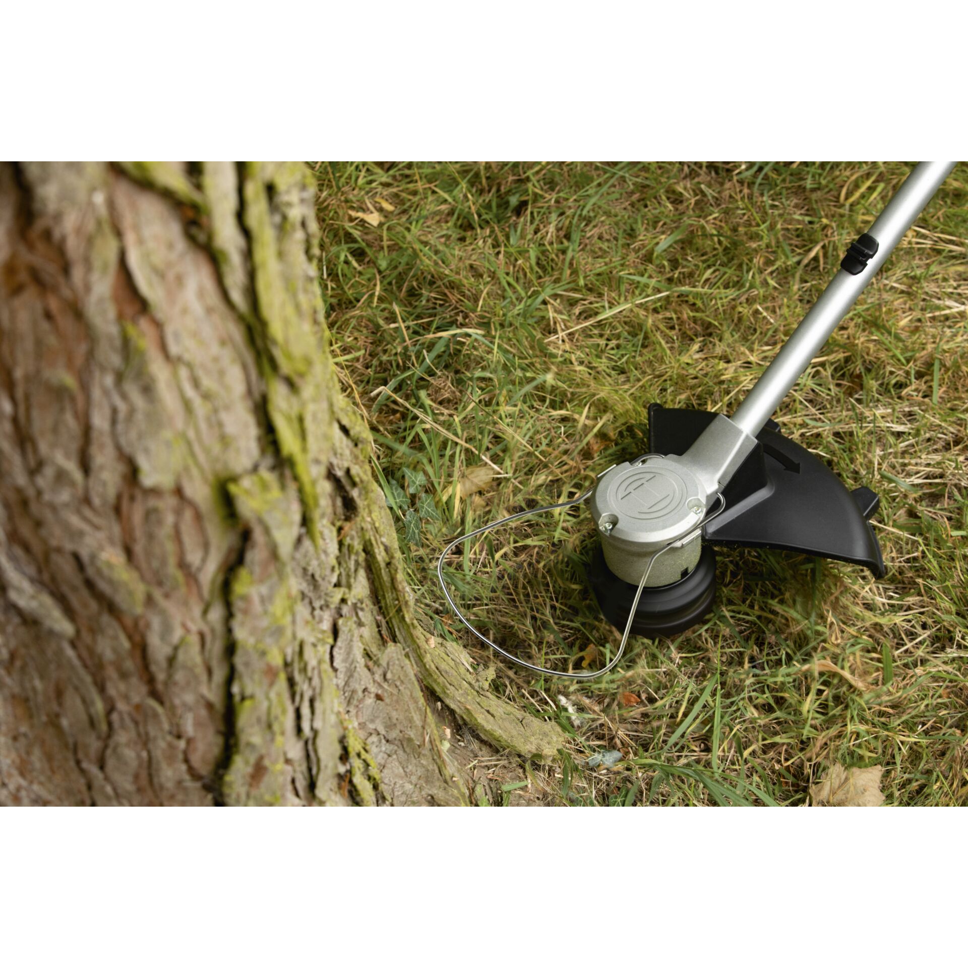 Gras, Pflanze, Rasen