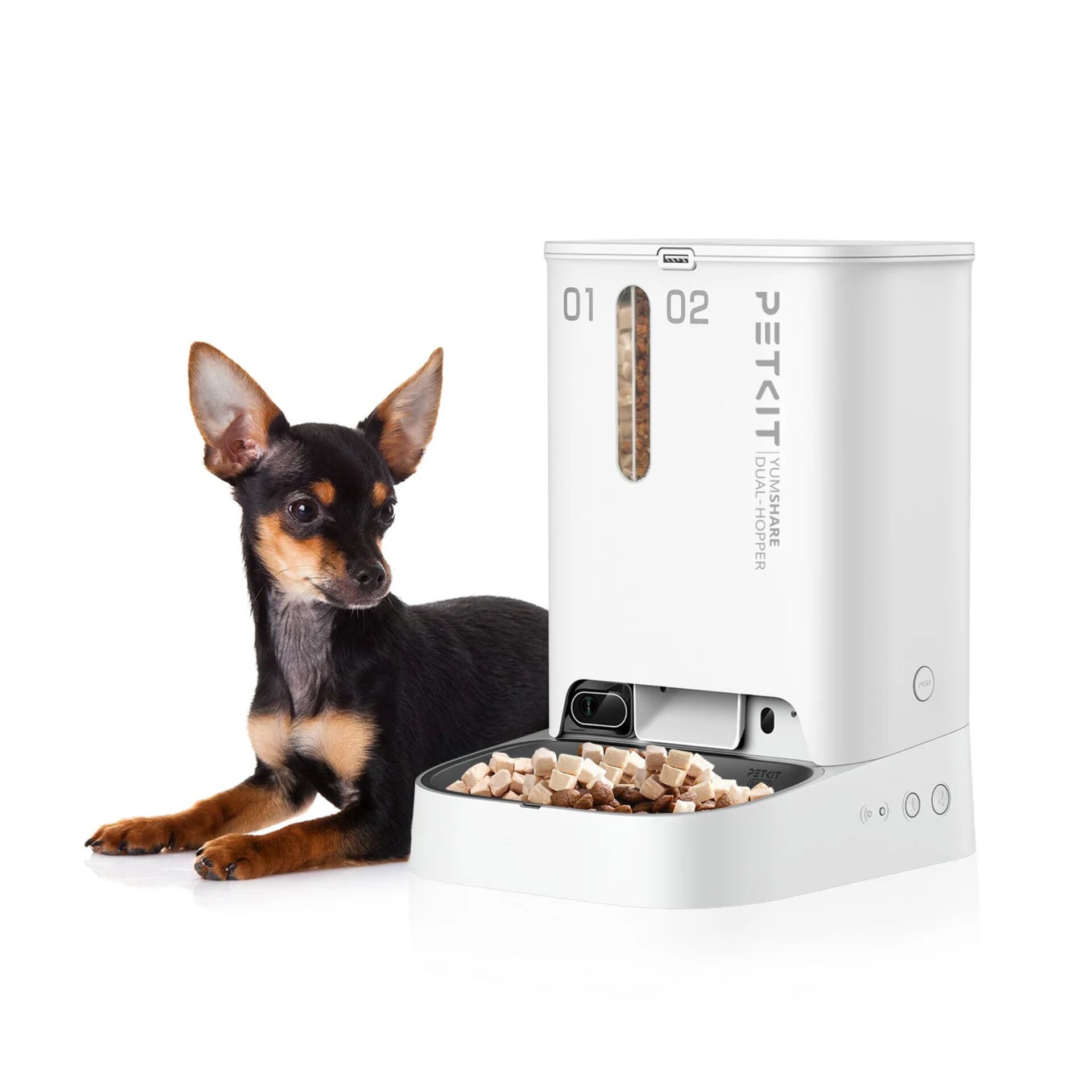 Tier, Hund, Säugetier, Haustier