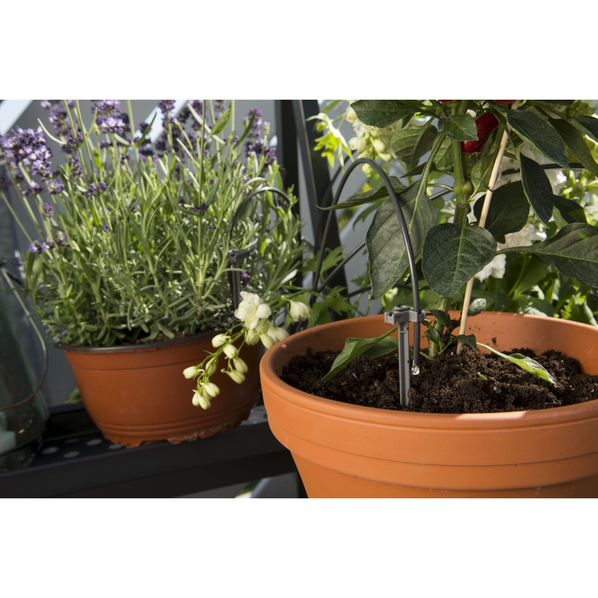 Pflanze, Pflanze im Topf, Boden, Garten, Blume