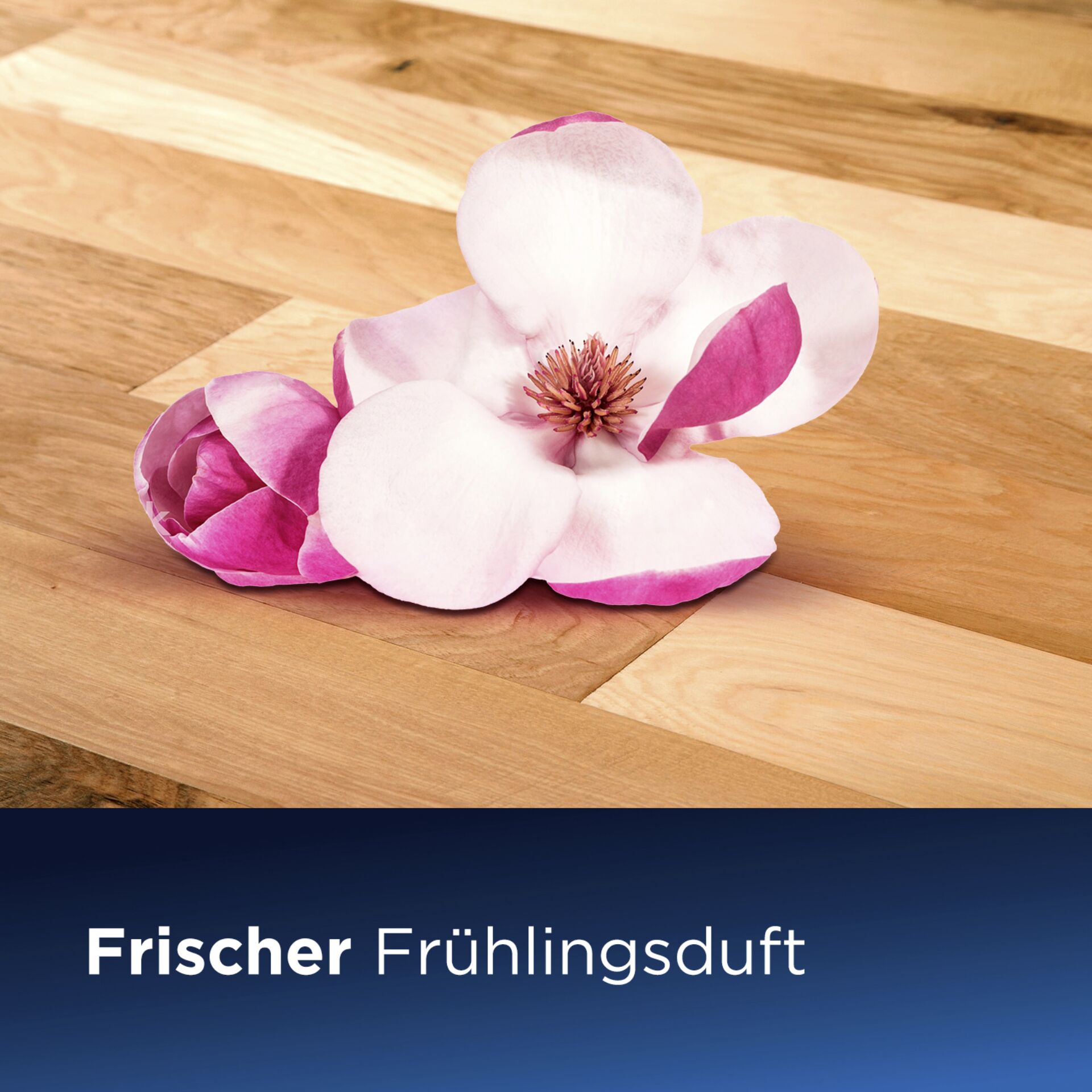 Blume, Blütenblatt, Ein anderes, Holz, Anemone