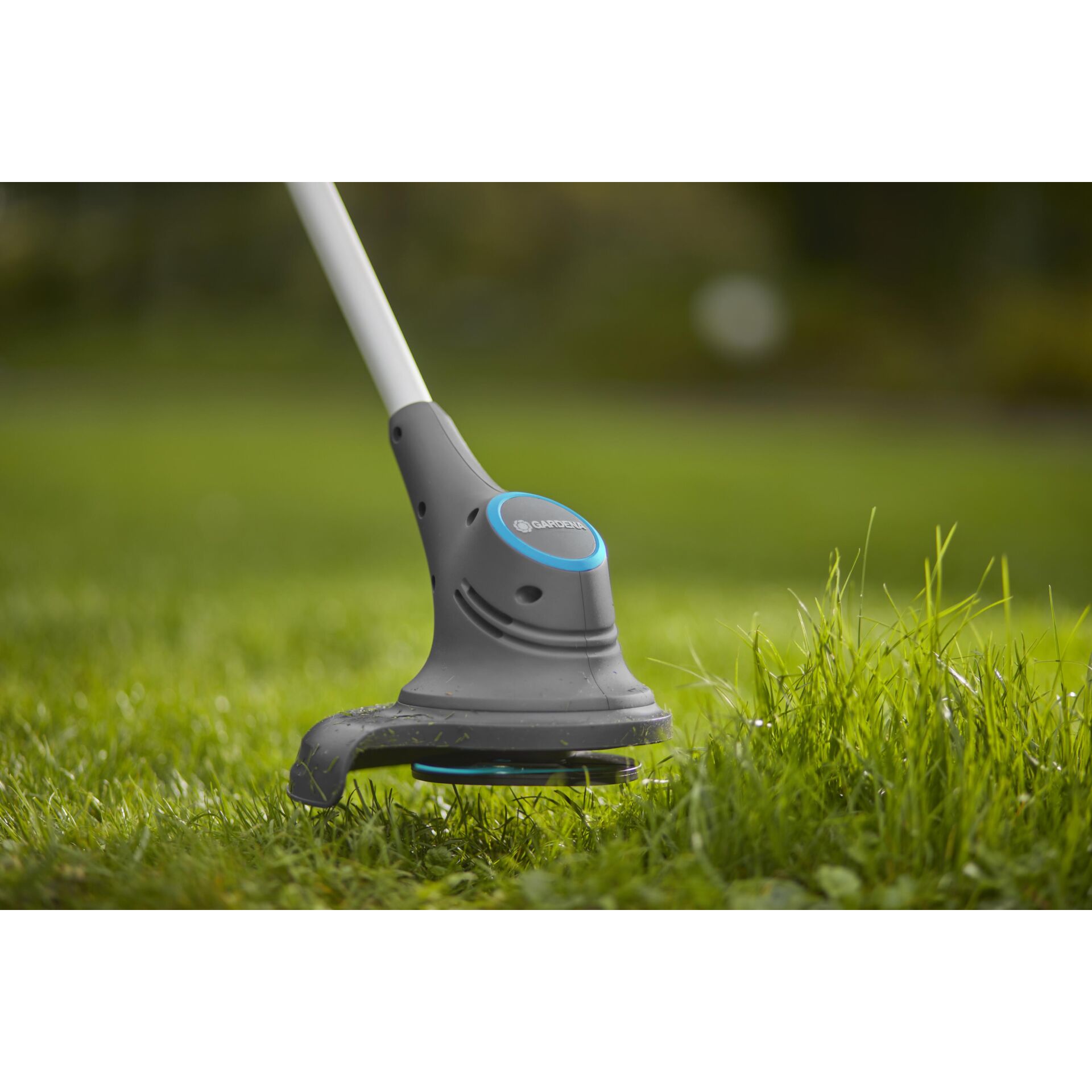Gras, Pflanze, Rasen