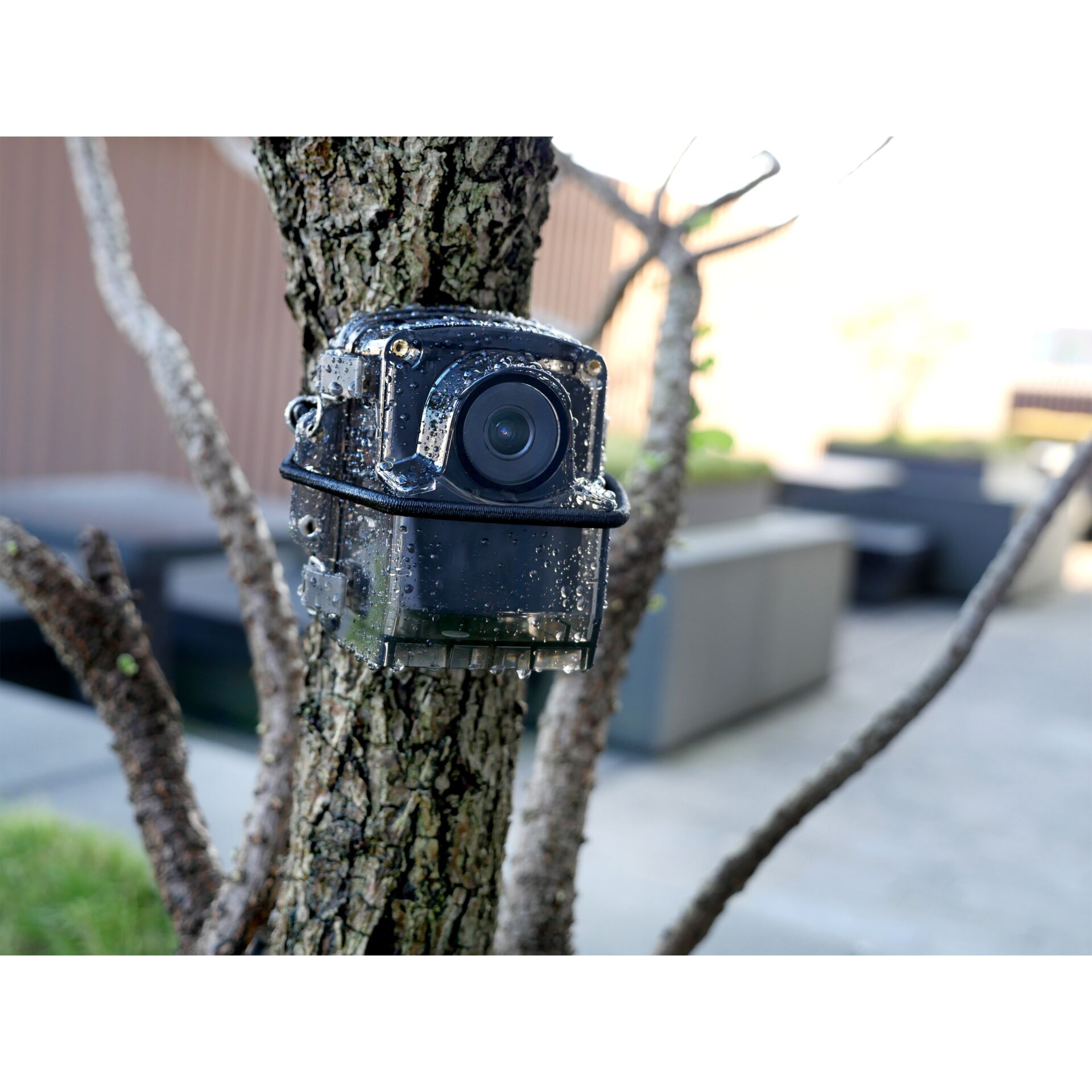 Pflanze, Baum, Baumstamm, Photographie