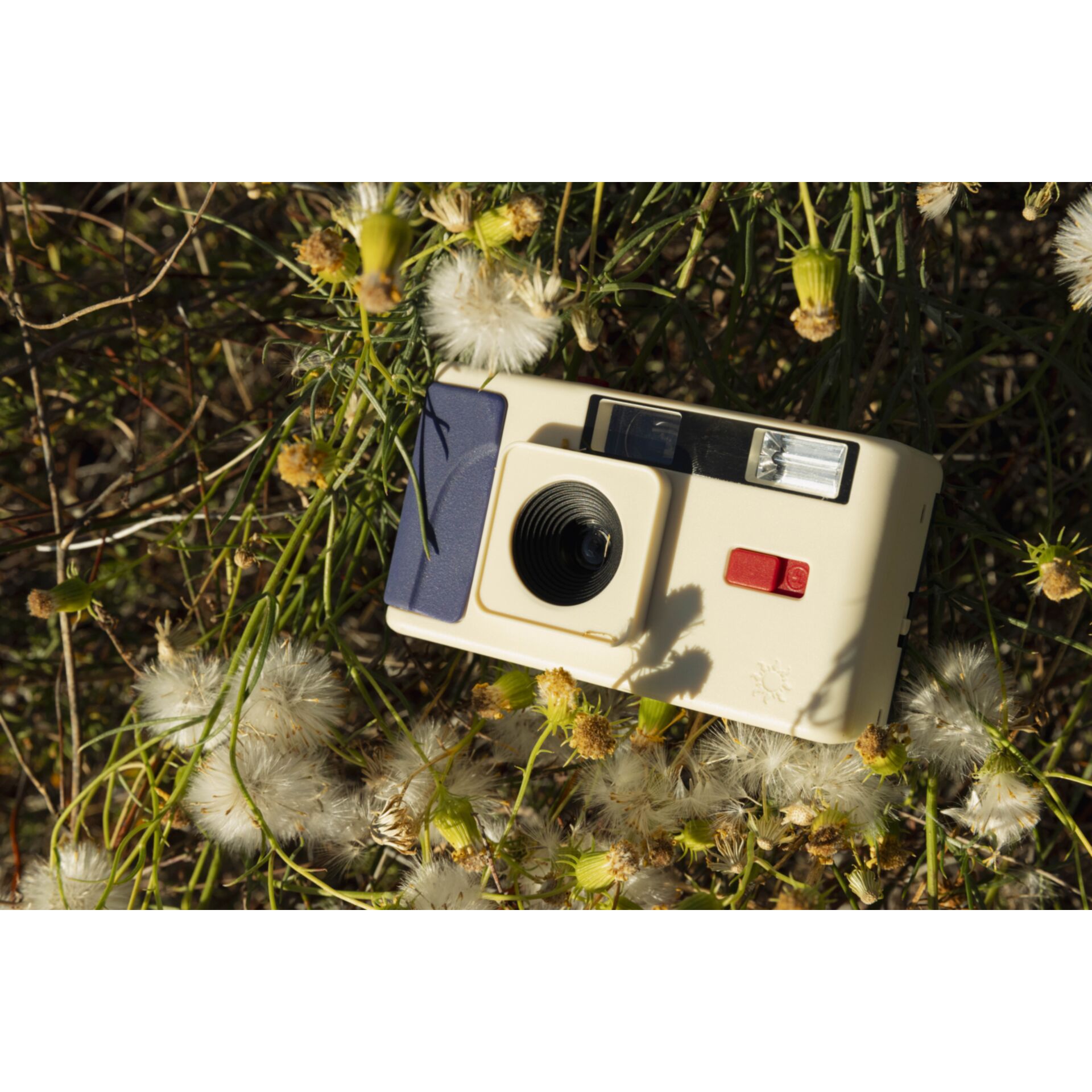 Elektronik, Kamera, Digitale Kamera, Blume, Pflanze