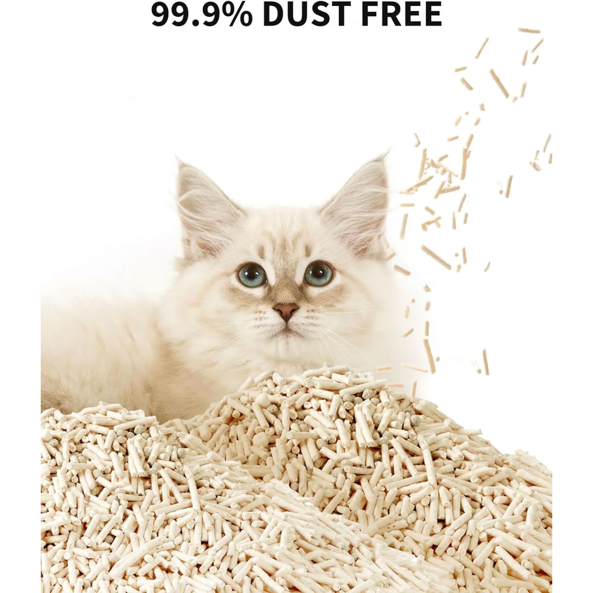 Angora, Tier, Katze, Haustier, Kätzchen