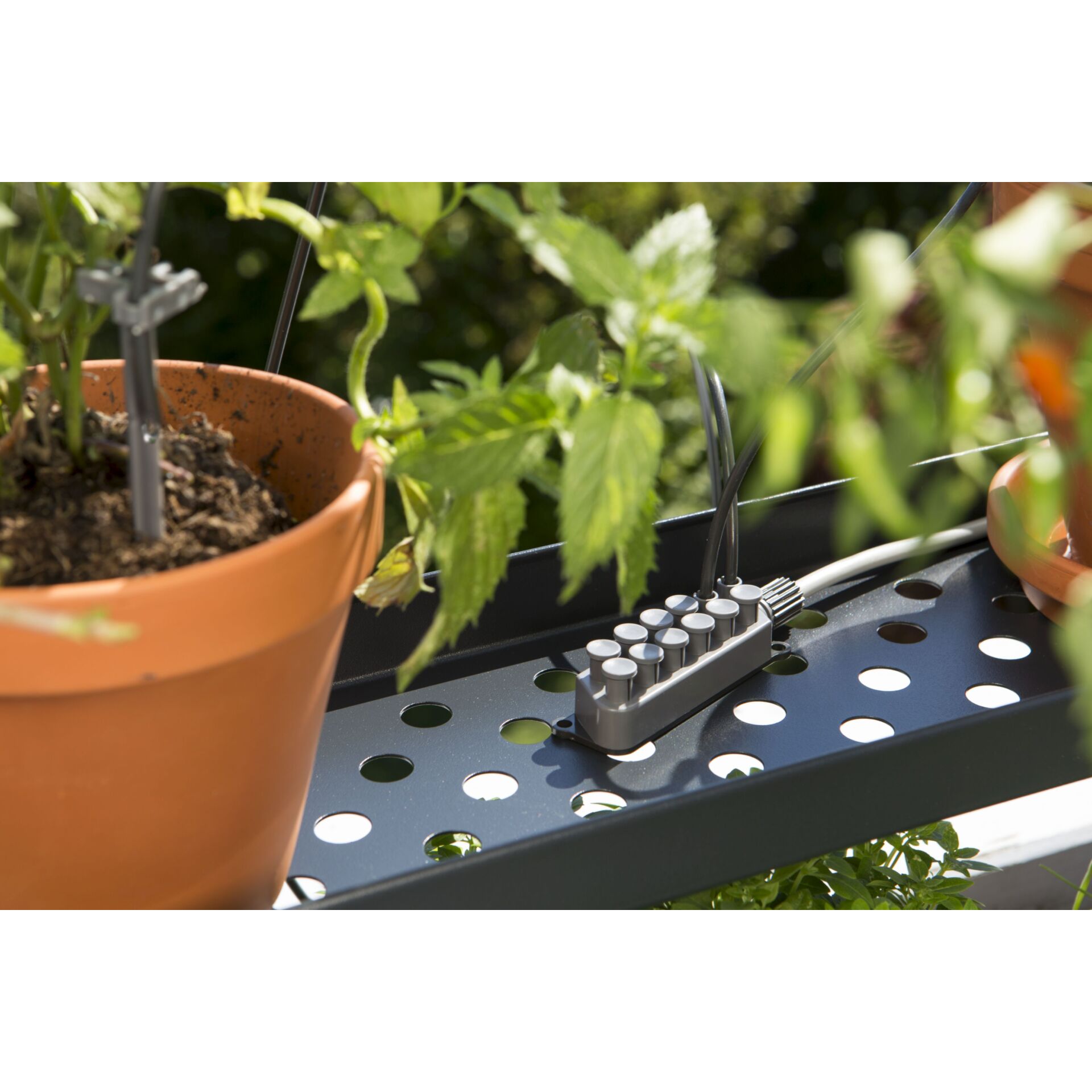 Topfpflanze, Krug, Pflanzgefäß, Innenarchitektur, Garten