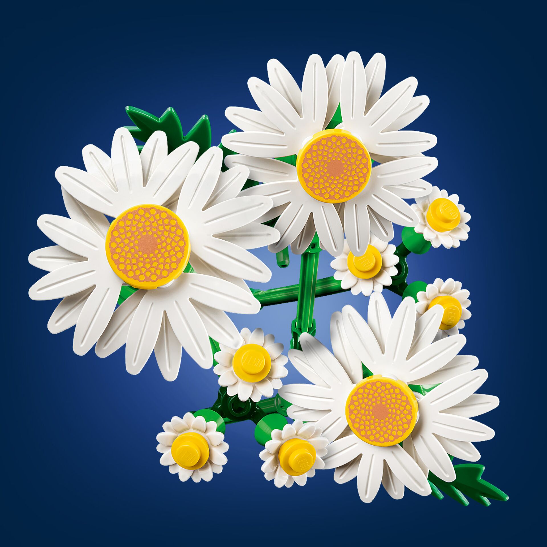 Gänseblümchen, Blume, Pflanze