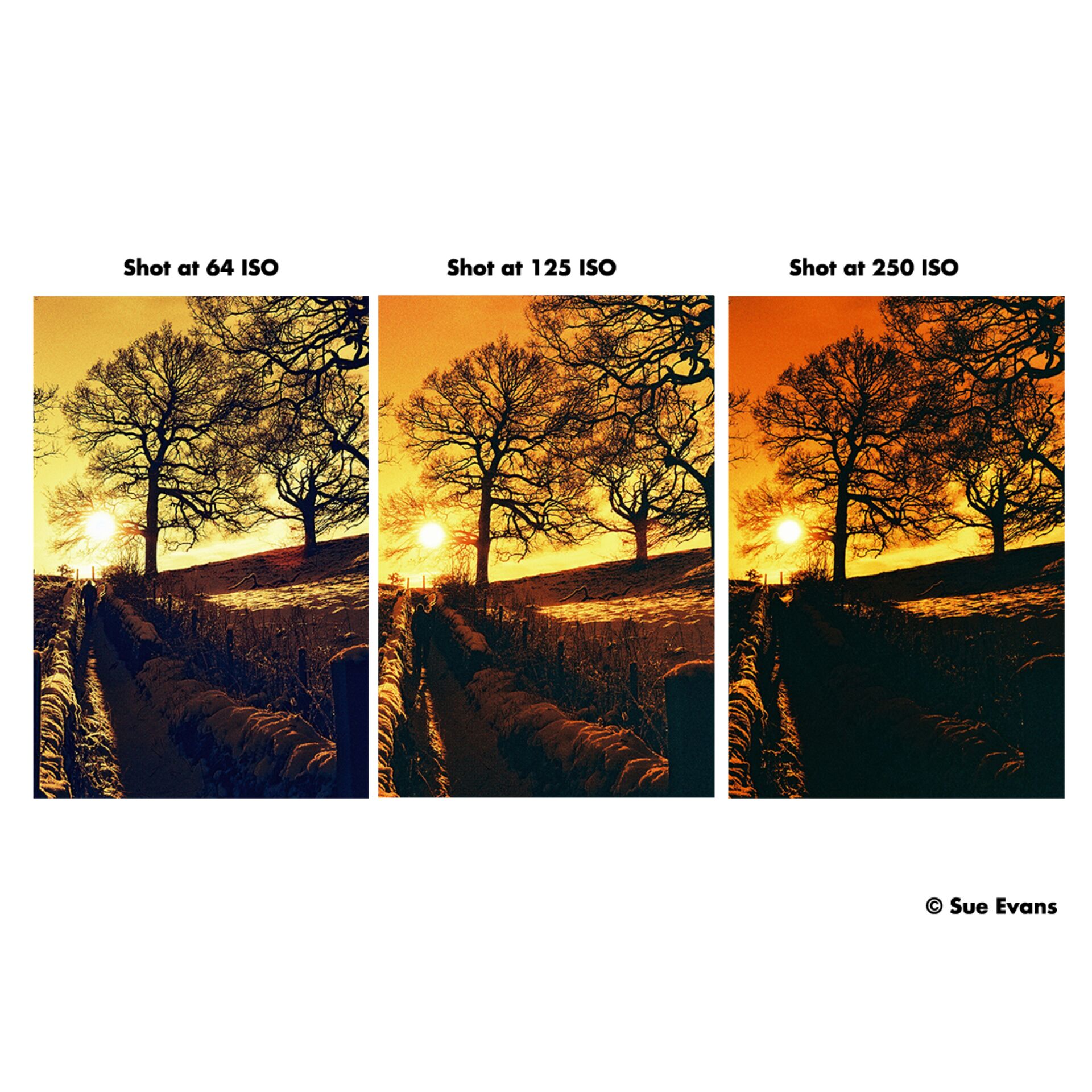 Himmel, Collage, Sonnenaufgang, Baum, Sonnenuntergang, Himmel, Collage, Sonnenaufgang, Baum, Sonnenuntergang