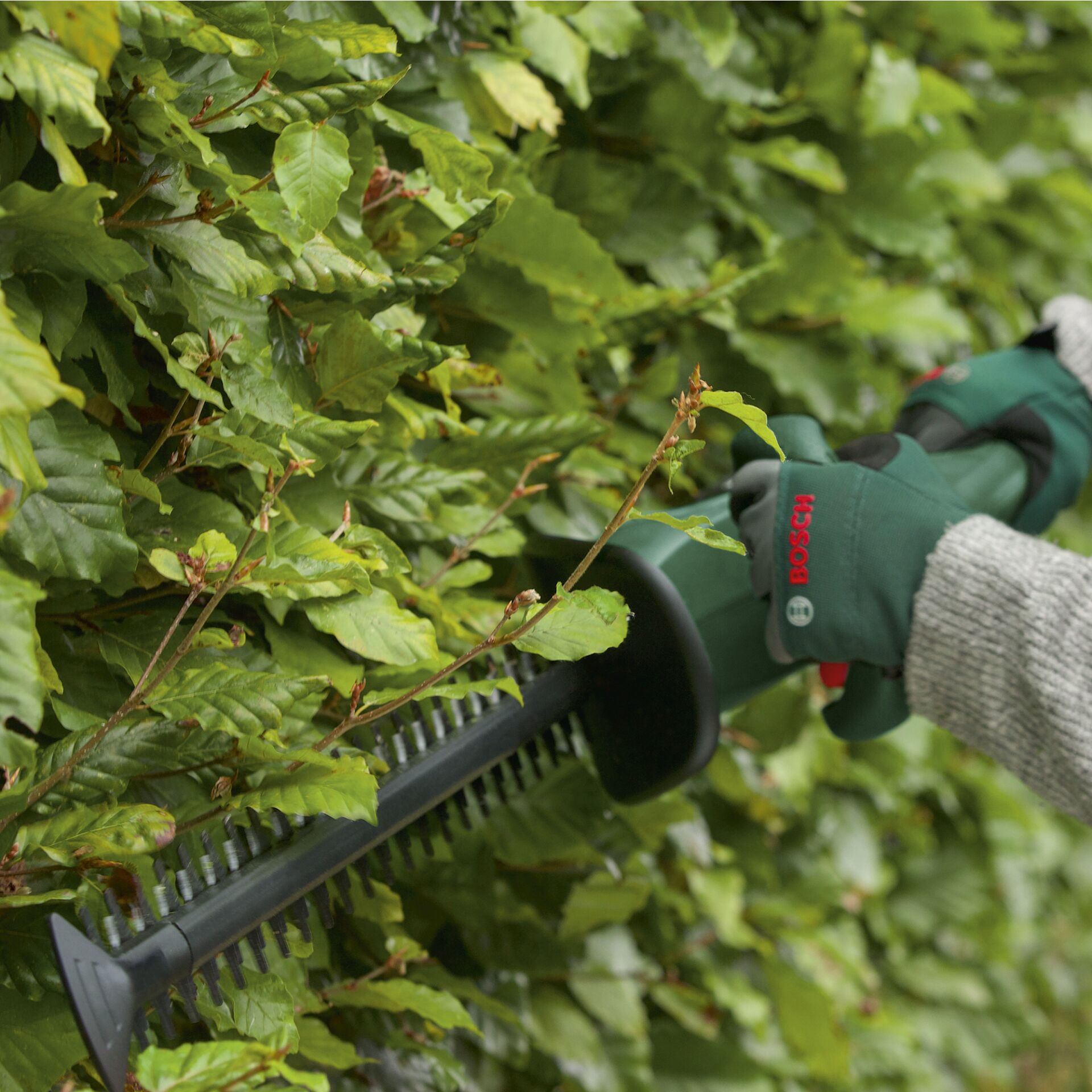 Garten, Natur, Draußen, Gartenarbeit, Pflanze