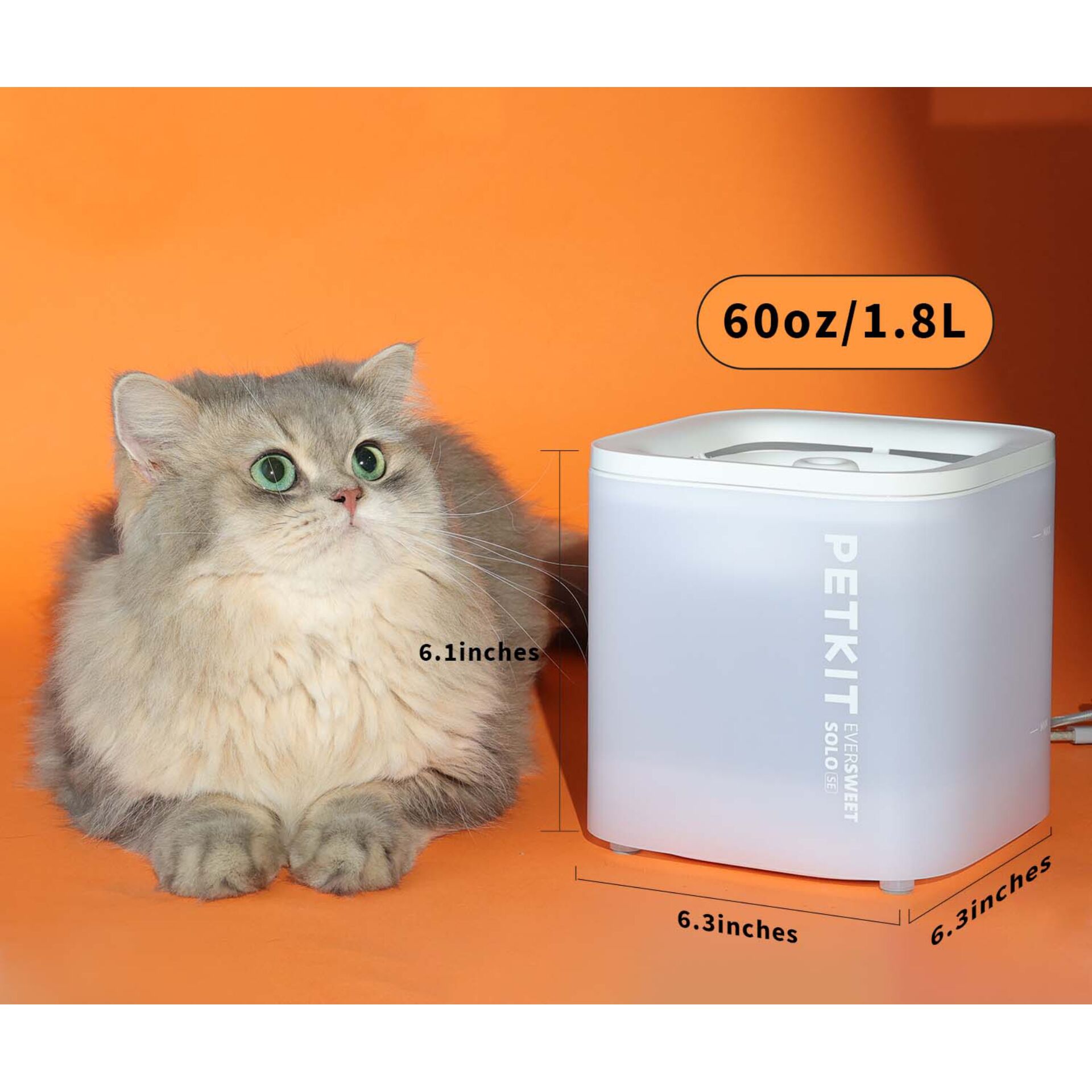 Tier, Katze, Säugetier, Haustier