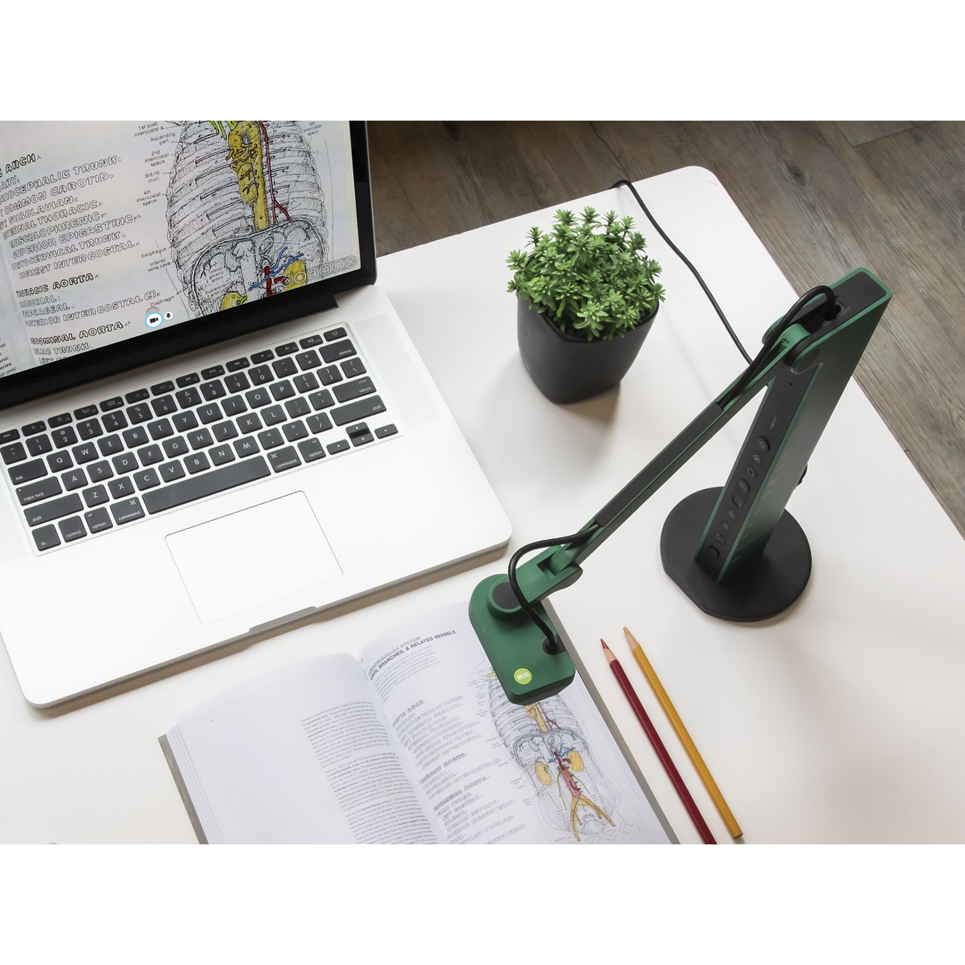 Computer-Tastatur, Tabelle, Laptop, Pflanze, Schreibtisch