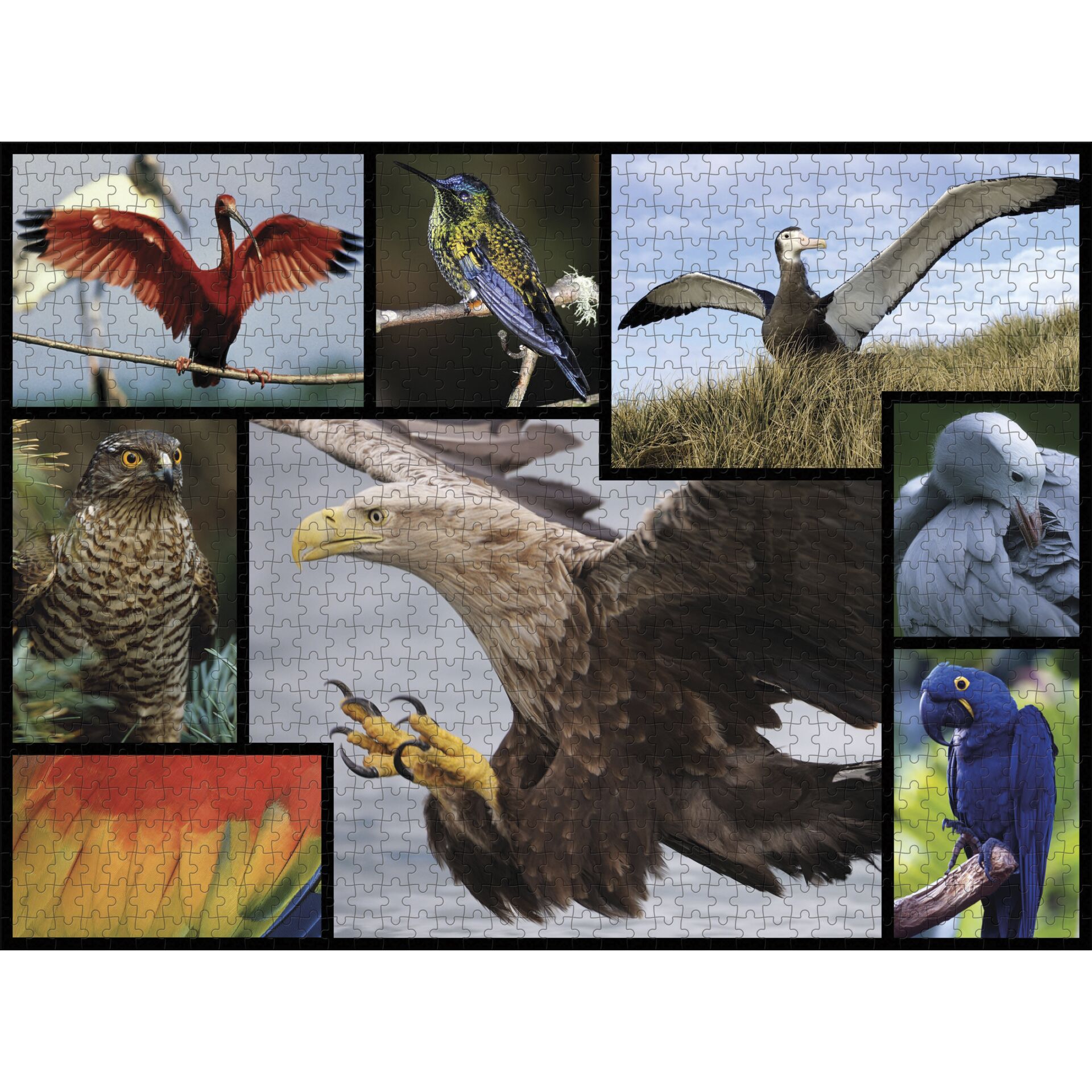 Schnabel, Vogel, Collage, Geier, Person