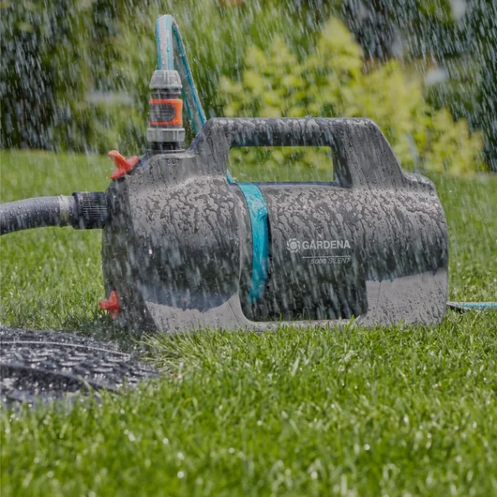 Gras, Pflanze
