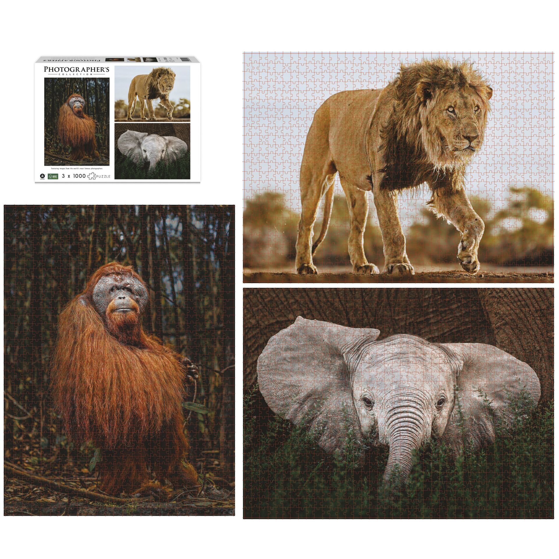 Löwe, Tierwelt, Affe, Zoo, Elefant