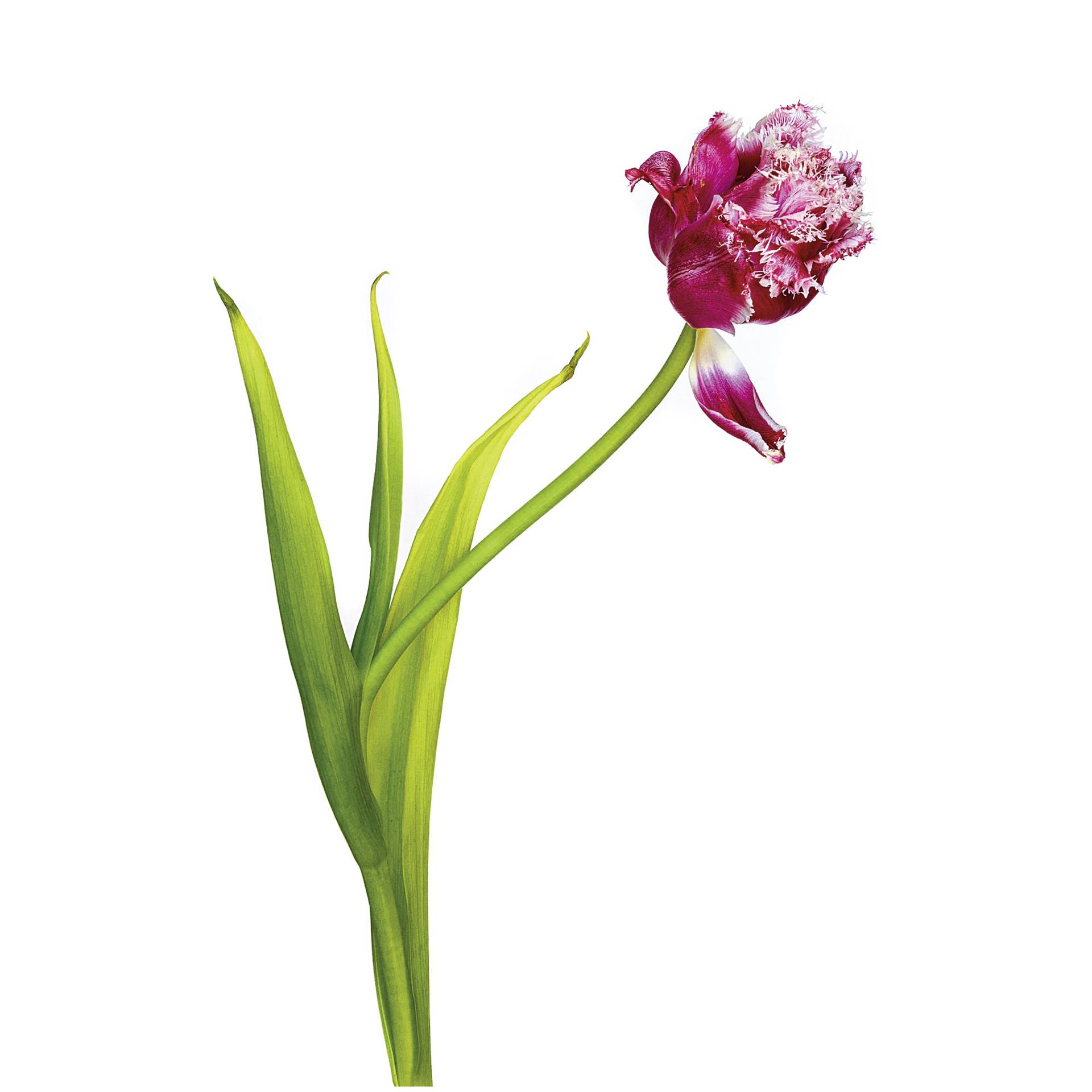 Blume, Pflanze, Blütenblatt