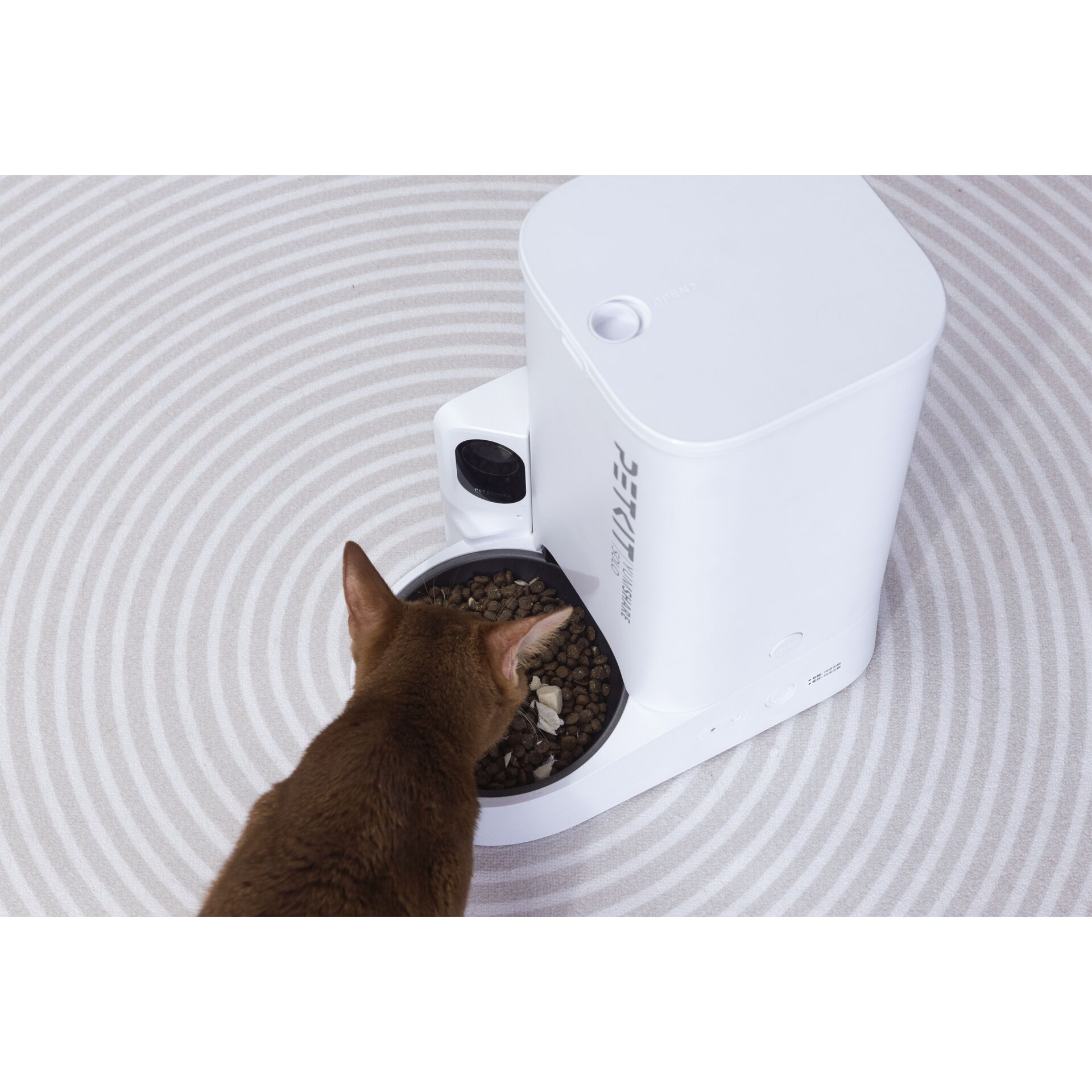 Tier, Katze, Säugetier, Haustier