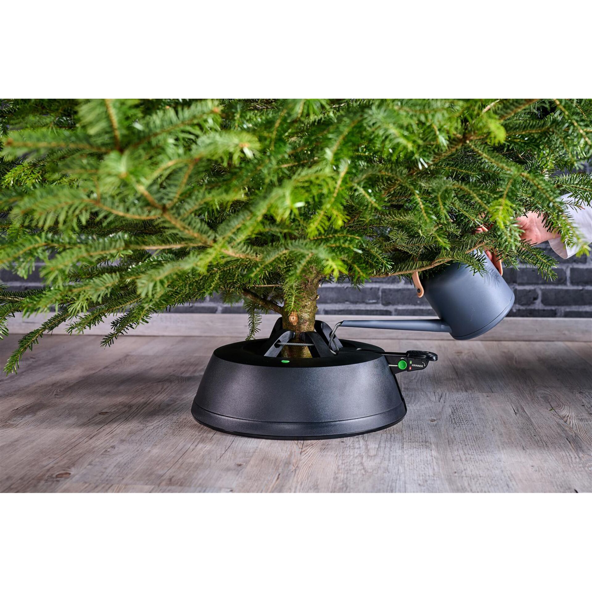 Pflanze, Pflanze im Topf, Baum, Pflanzgefäß, Konifer
