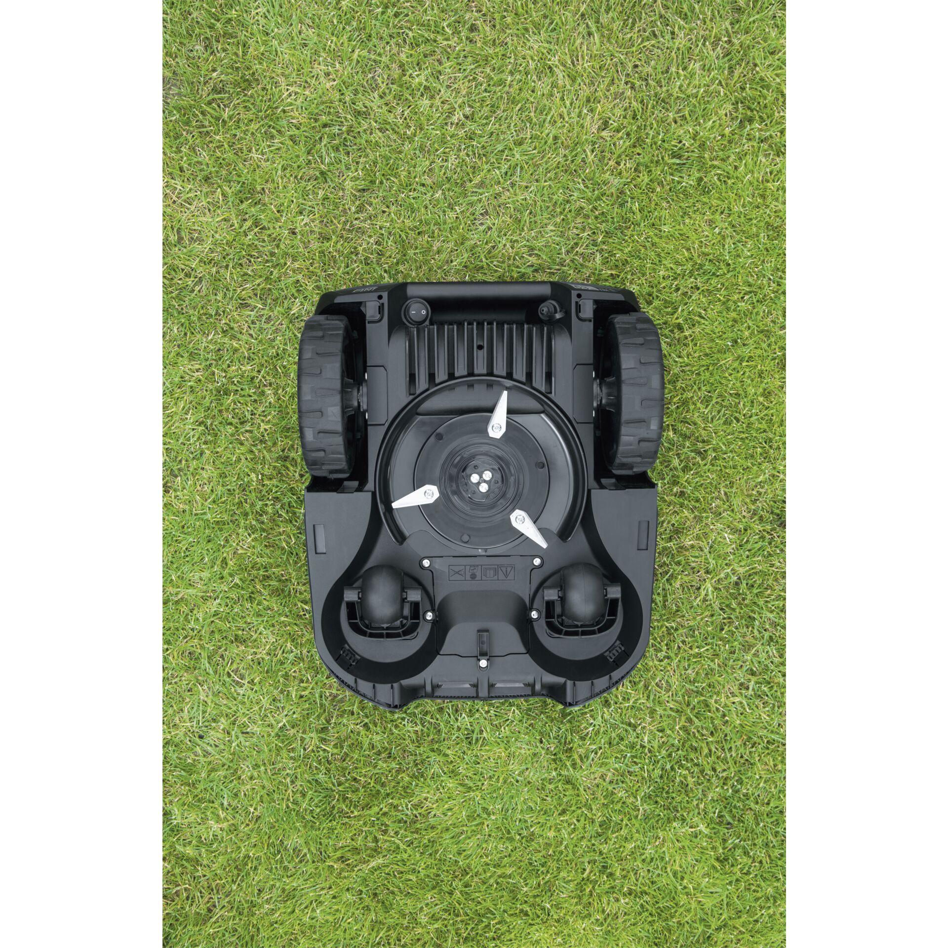 Gras, Rasen, Pflanze