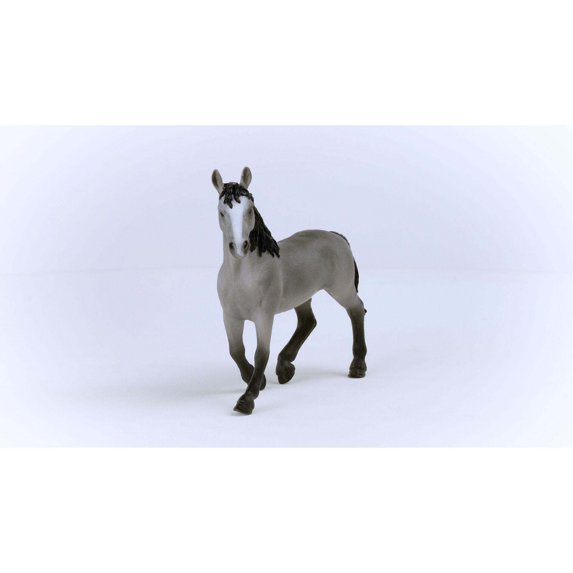 Tier, Colt Horse, Pferd, Säugetier, Andalusisches Pferd