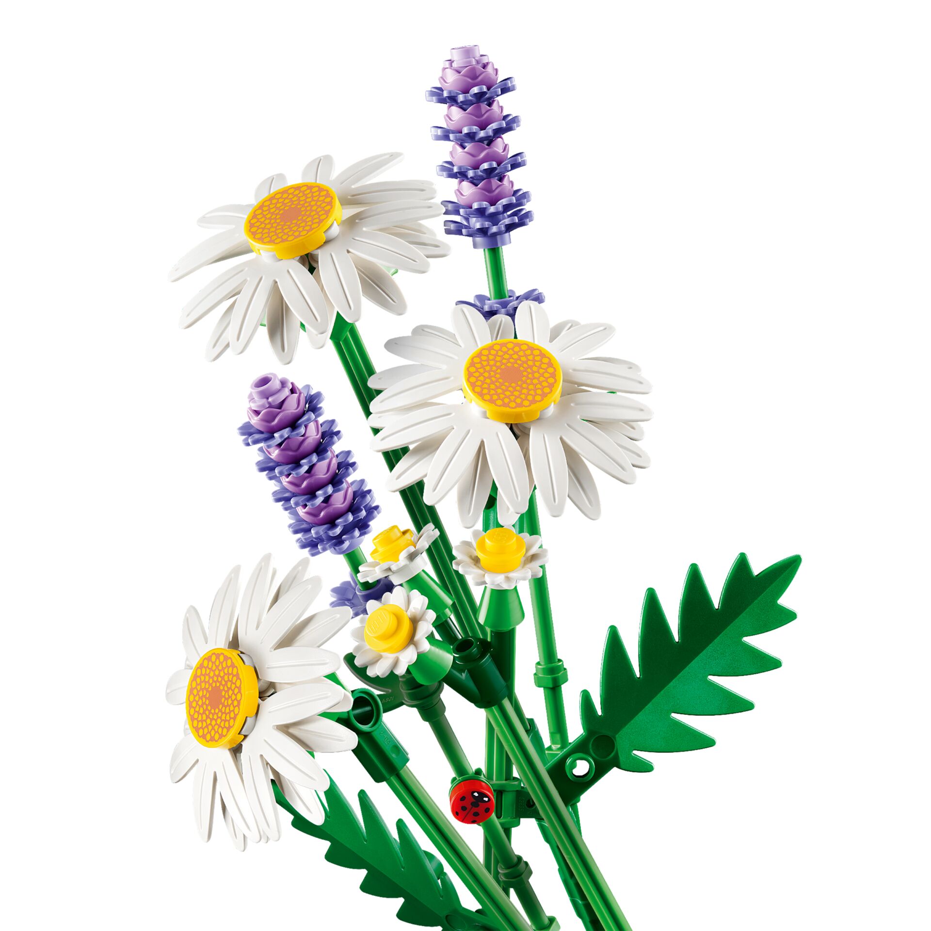 Gänseblümchen, Blume, Pflanze, Blumen-Arrangement, Blumenstrauß