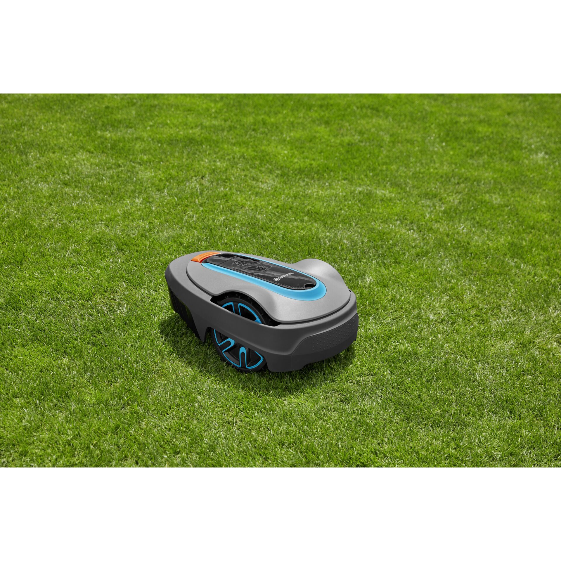 Gras, Rasen, Pflanze
