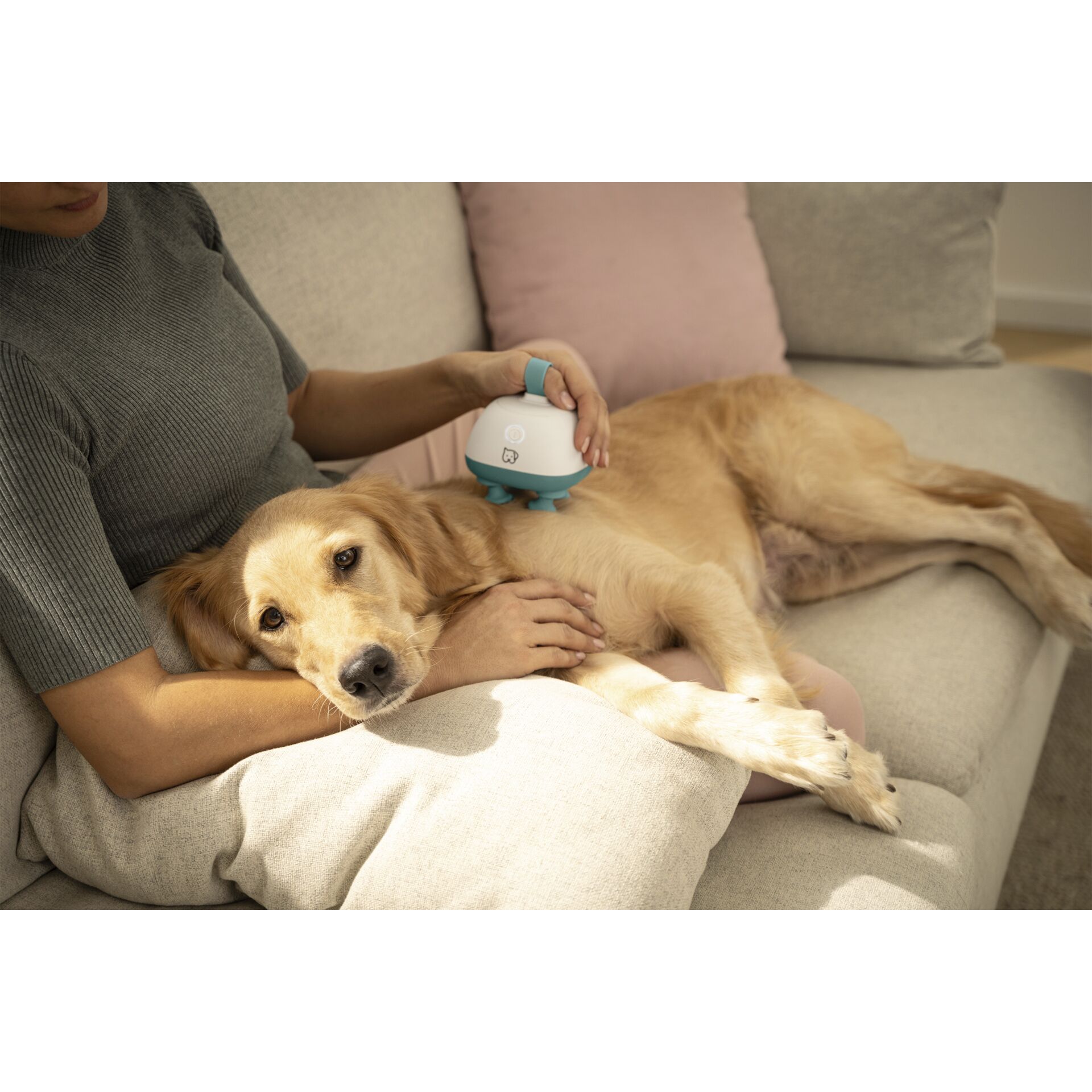 Hund, Haustier, Couch, Mobiliar, Person
