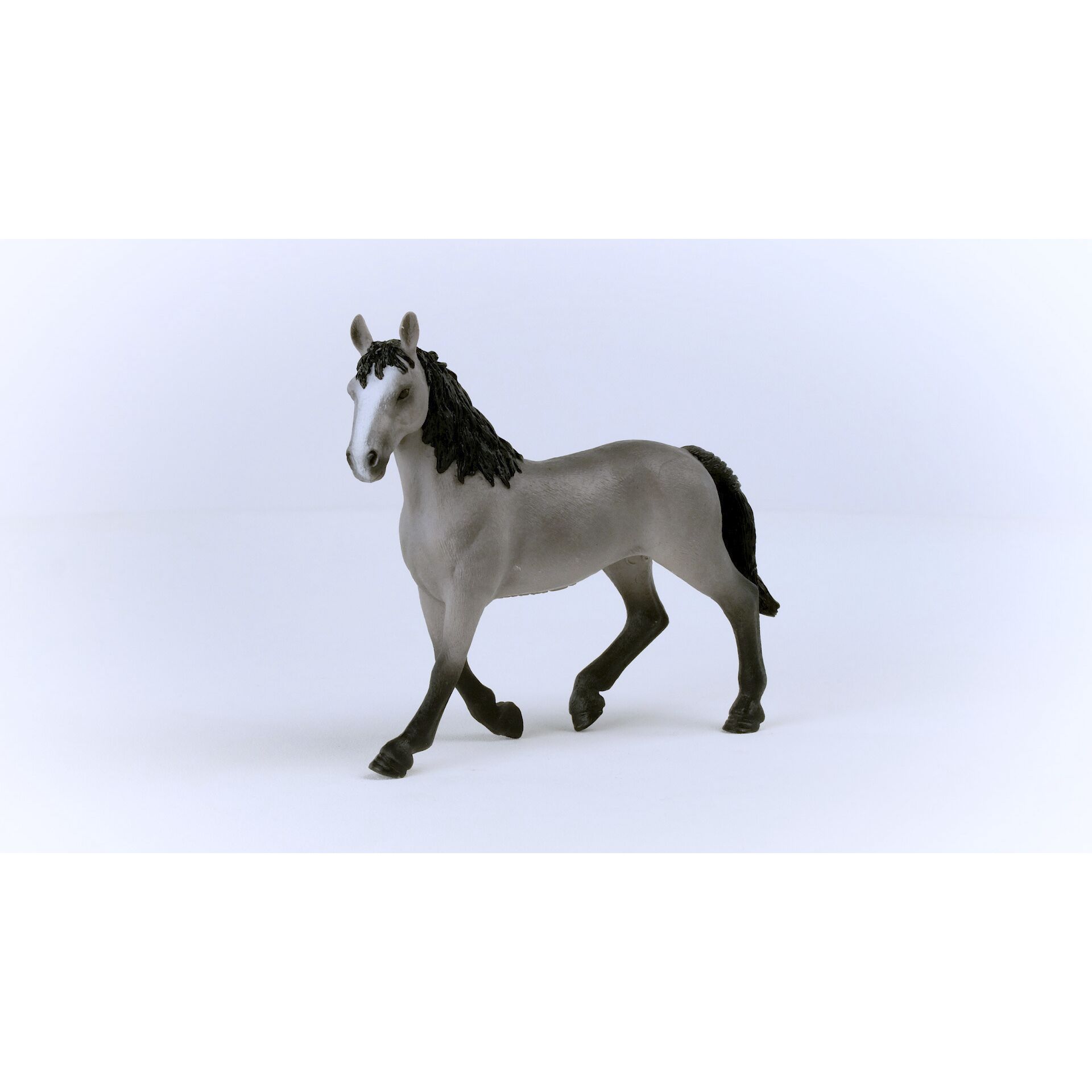 Tier, Pferd, Säugetier, Colt Horse, Andalusisches Pferd