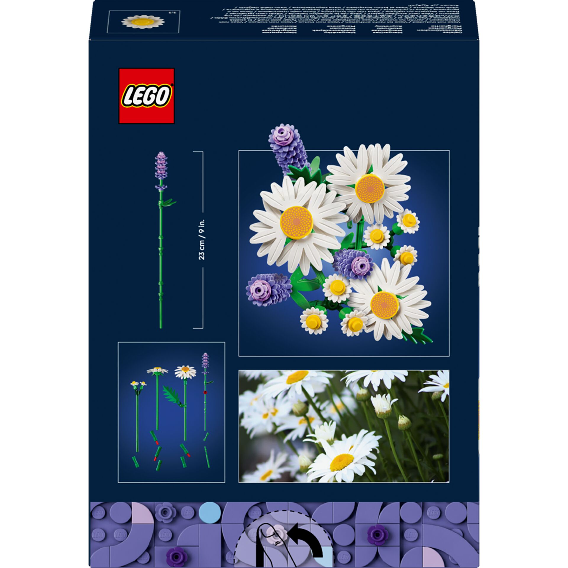 Gänseblümchen, Blume, Pflanze, Purpur
