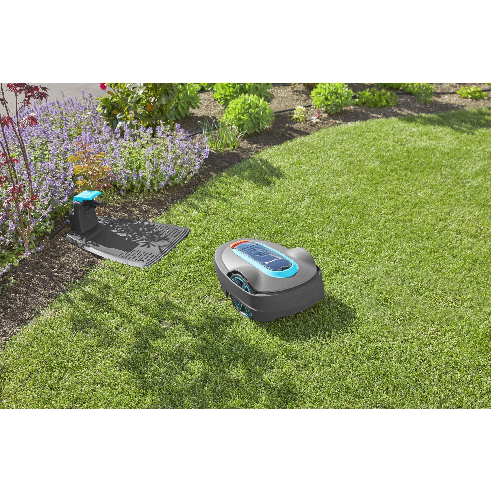 Gras, Pflanze, Rasen, Hinterhof, Garten