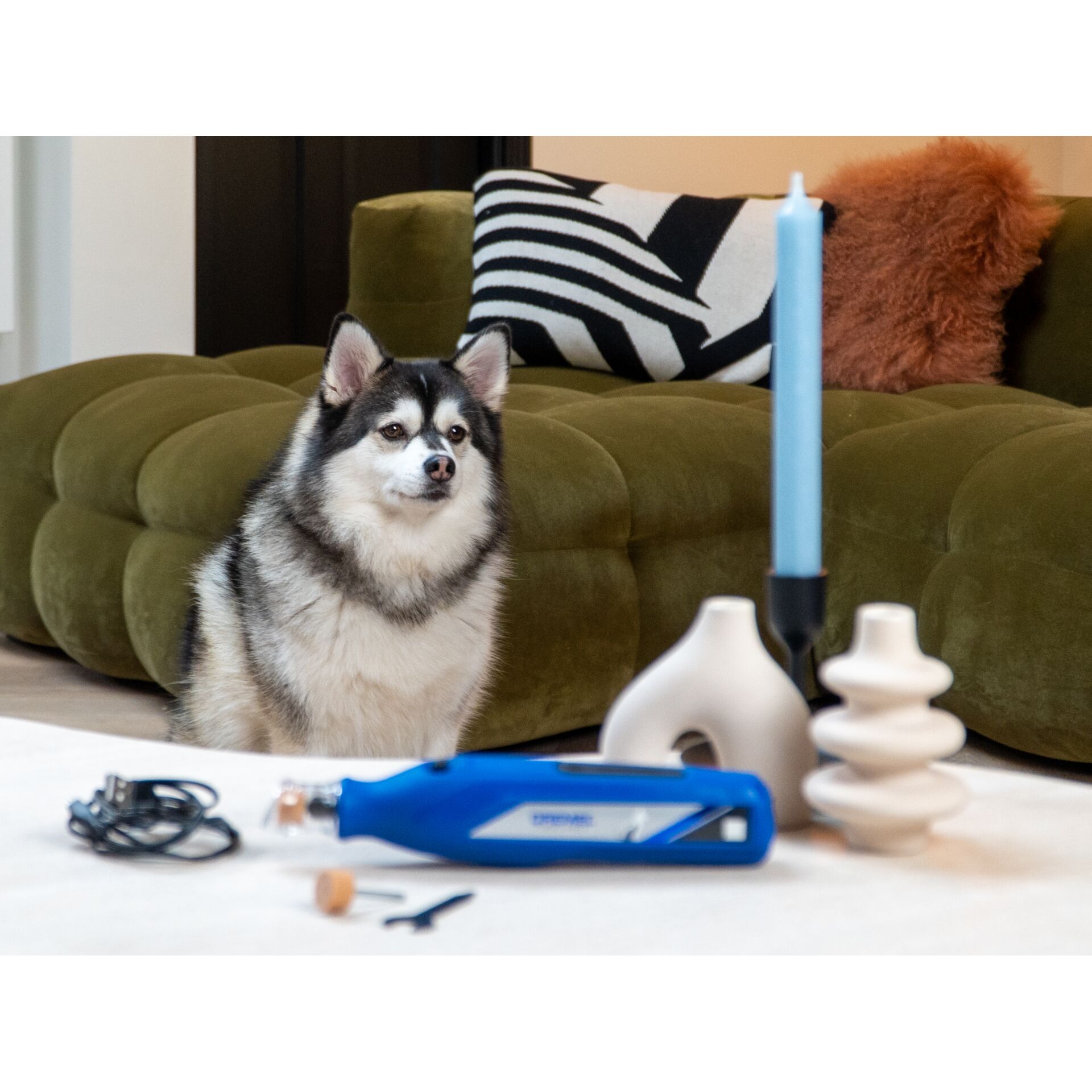 Couch, Hund, Husky, Wohnzimmer