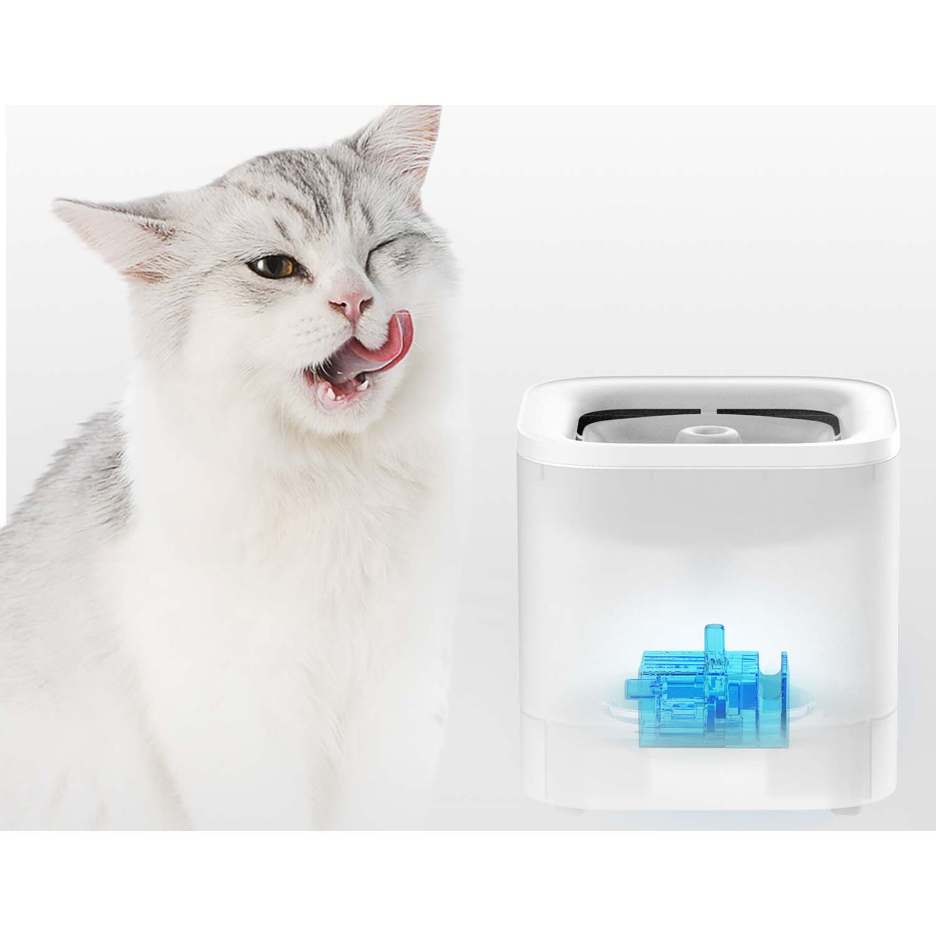 Tier, Katze, Säugetier, Haustier