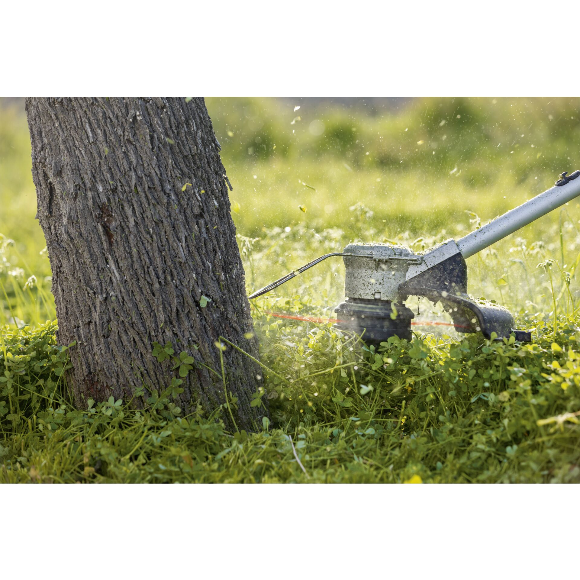 Gras, Pflanze, Rasen, Baum, Wasser